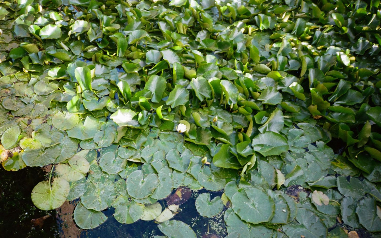 water lilies