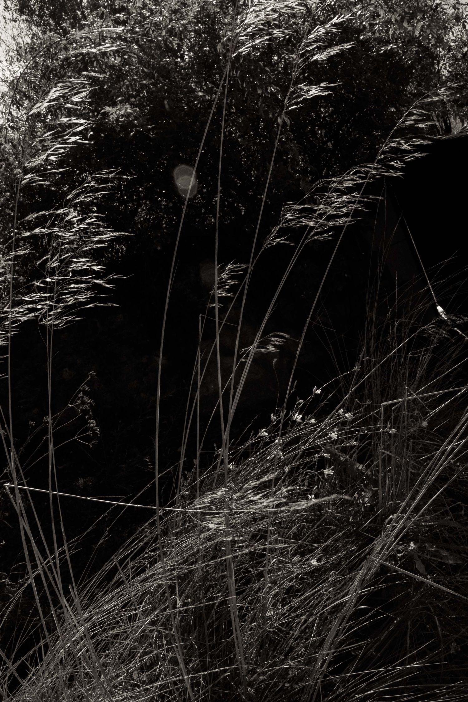 Silhouetted tall grass stalks swaying in the breeze against a dark moody background.