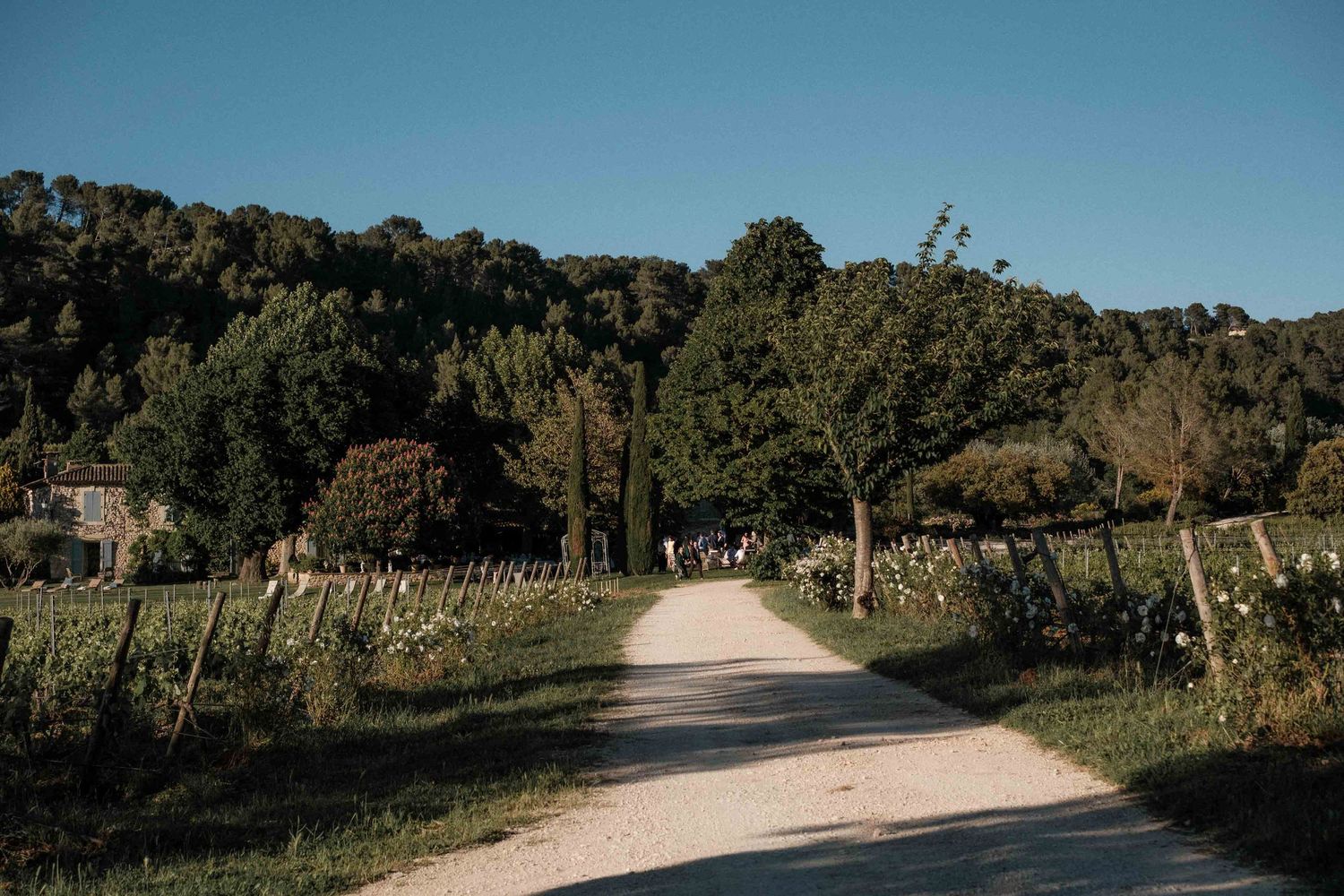 A dirt path winds through a vineyard with green hills and trees in the background under a blue sky.