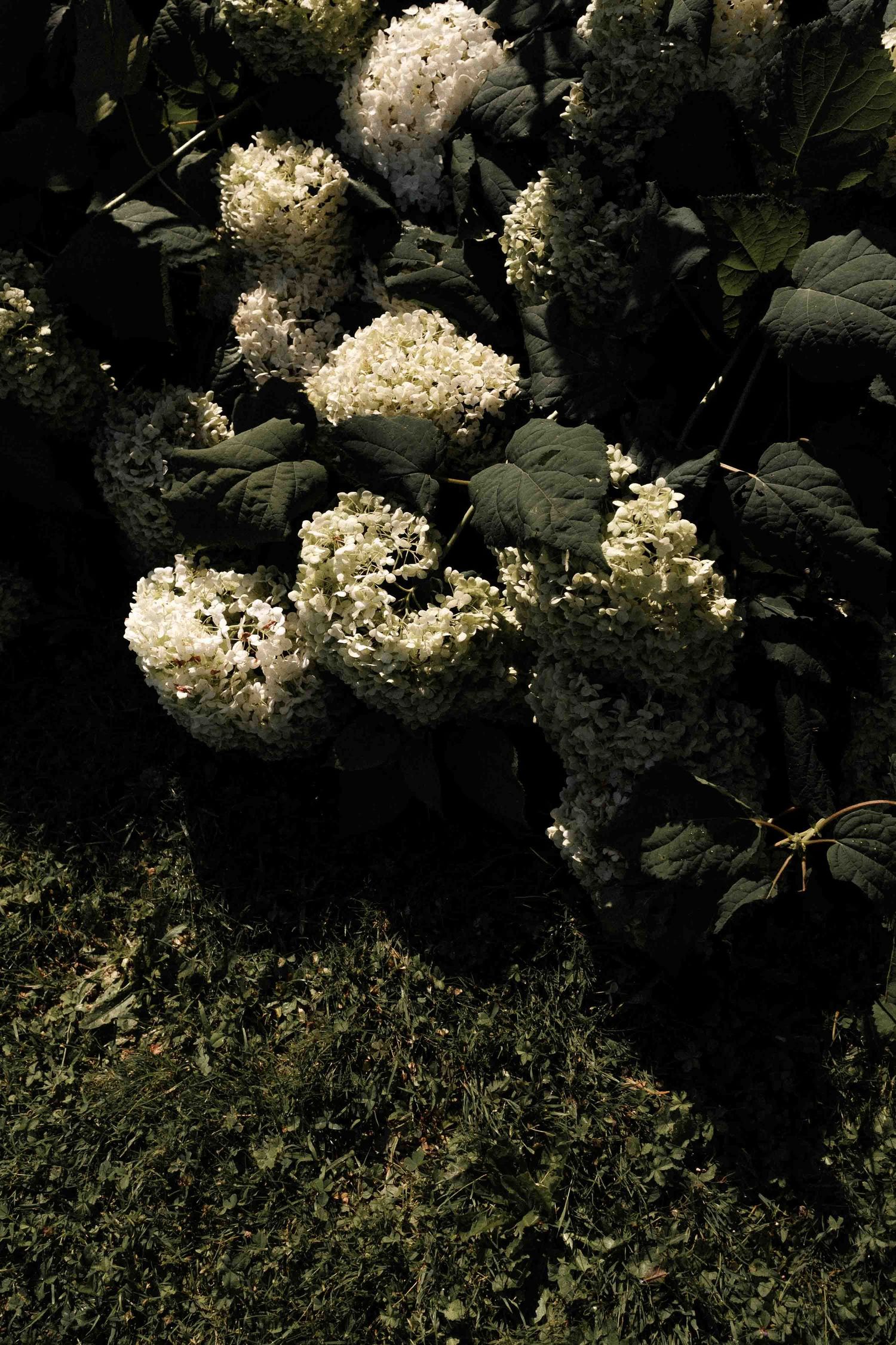 White hydrangea blooms cascade among dark green foliage in dappled sunlight.