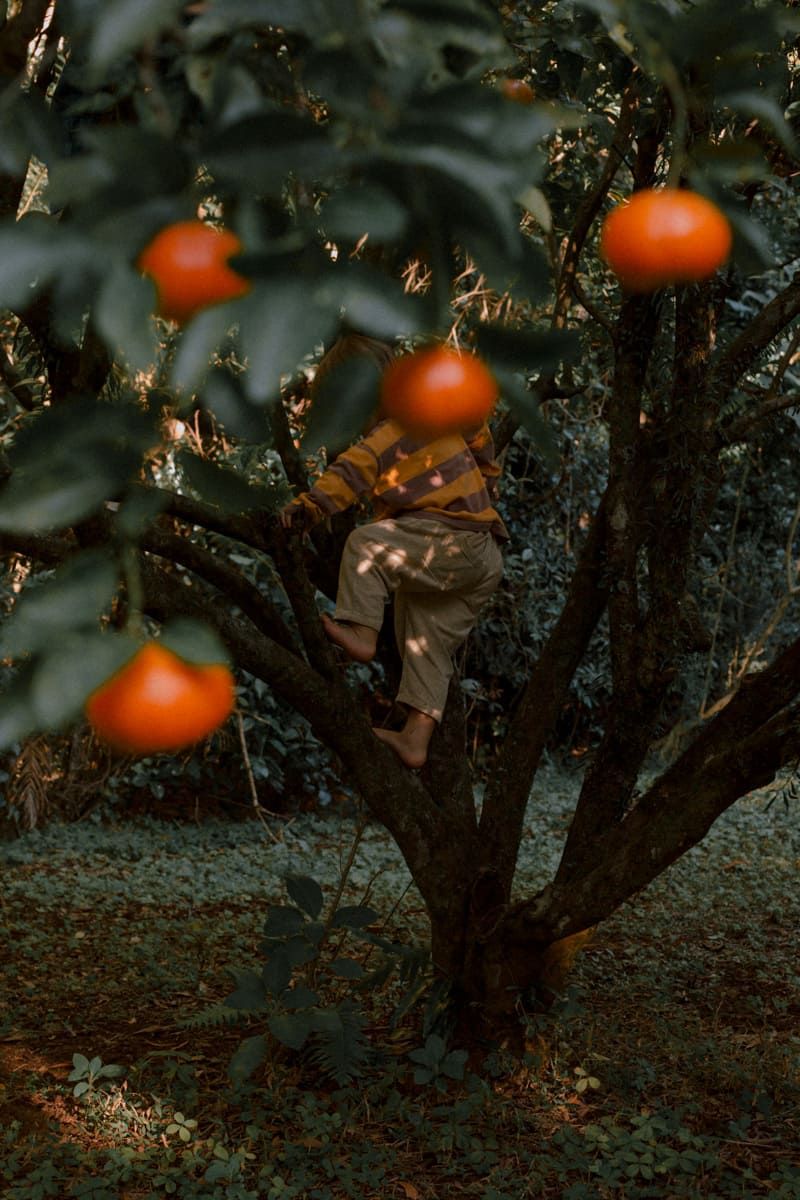 Orange citrus fruits growing on a dark tree with moody lighting and shadowy atmosphere in an orchard.