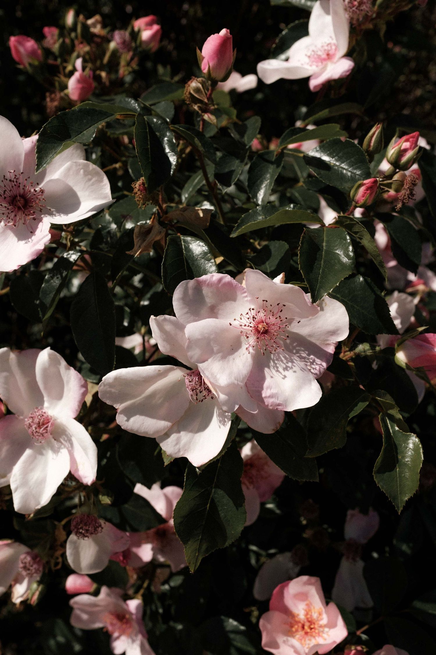 Delicate pink and white rose blossoms with dark green foliage create a romantic garden scene.
