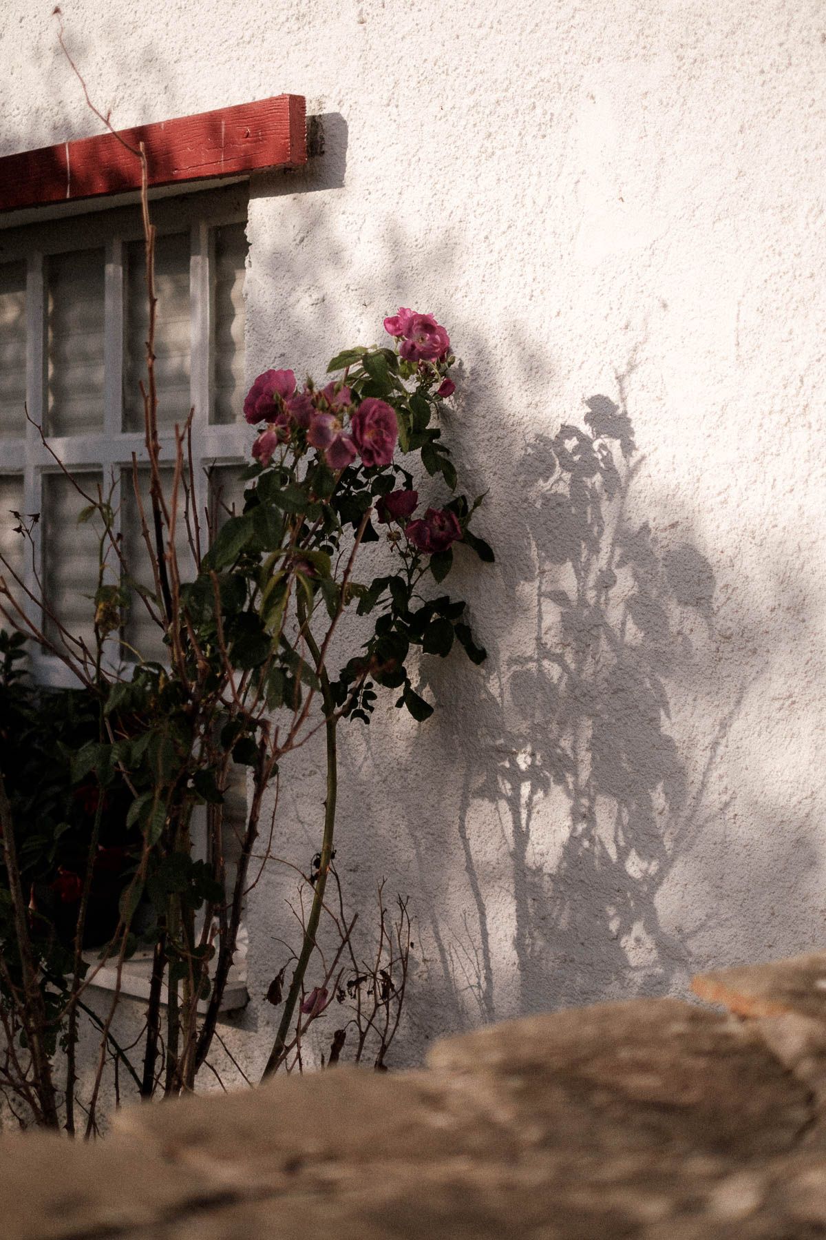 Pink flowers growing against a white stucco wall casting dramatic shadows in natural sunlight.