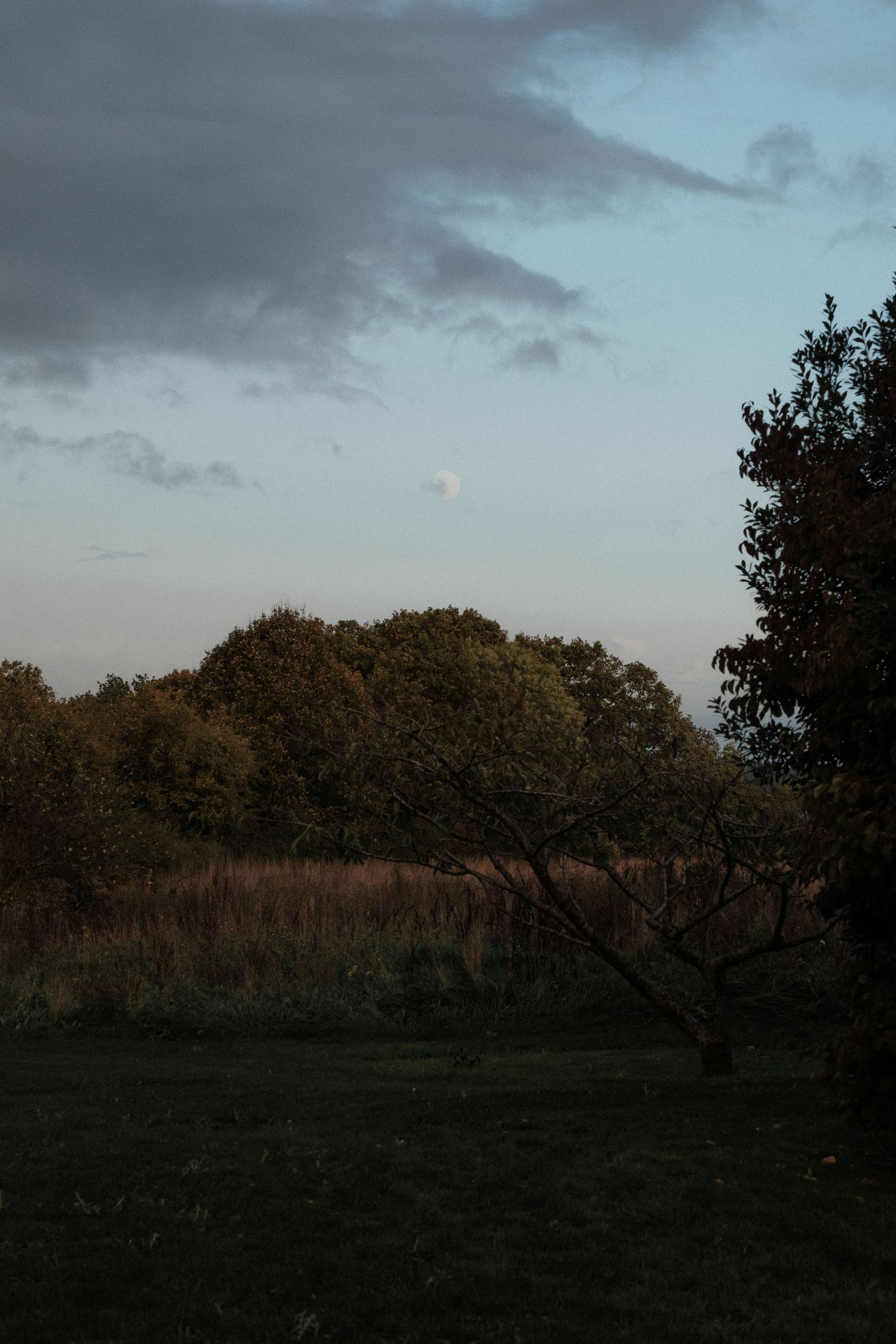 Silhouetted trees against a moody evening sky create a dramatic twilight landscape.