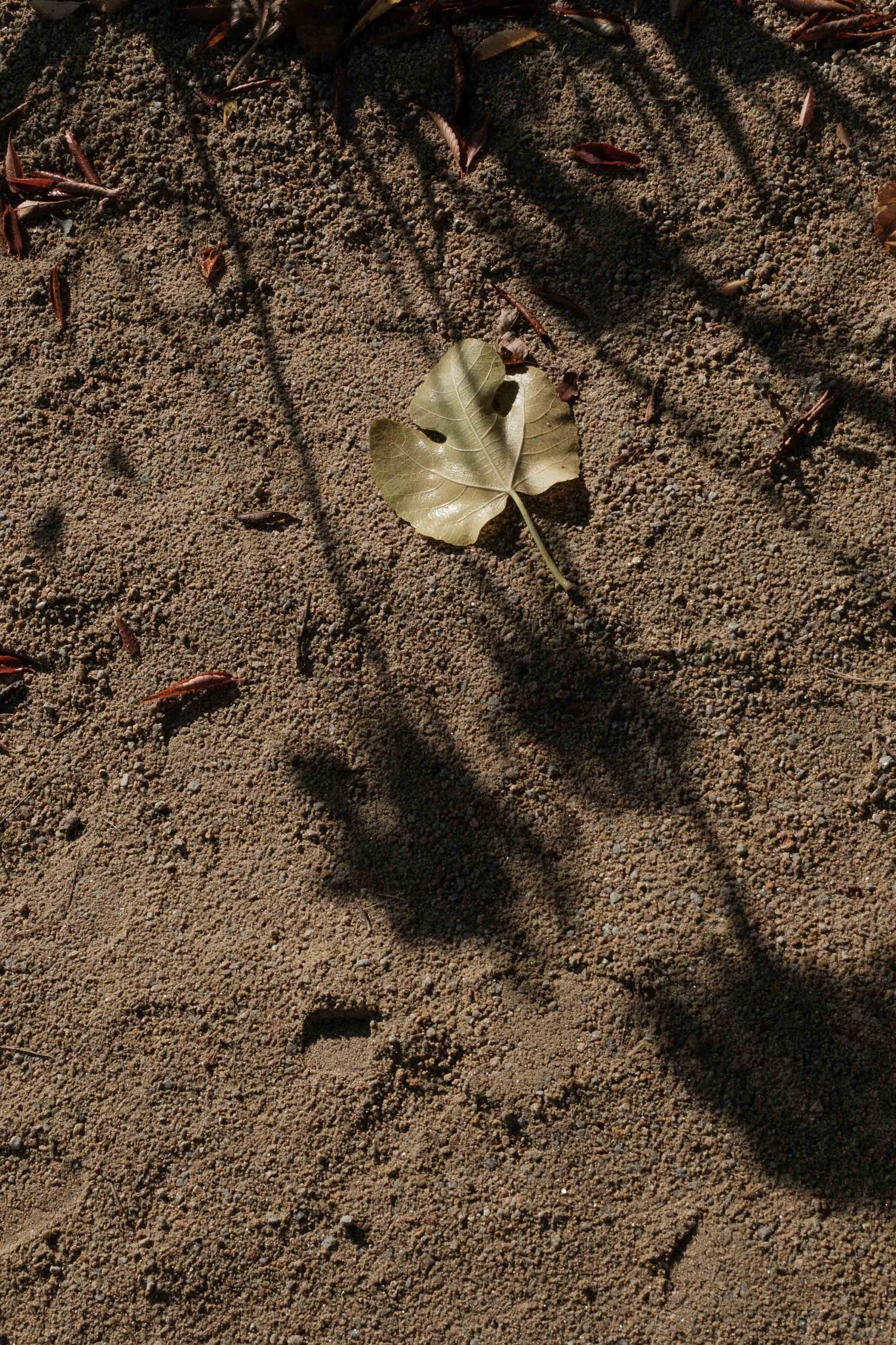 A fallen yellow maple leaf casts a dark shadow on textured brown soil in natural sunlight.