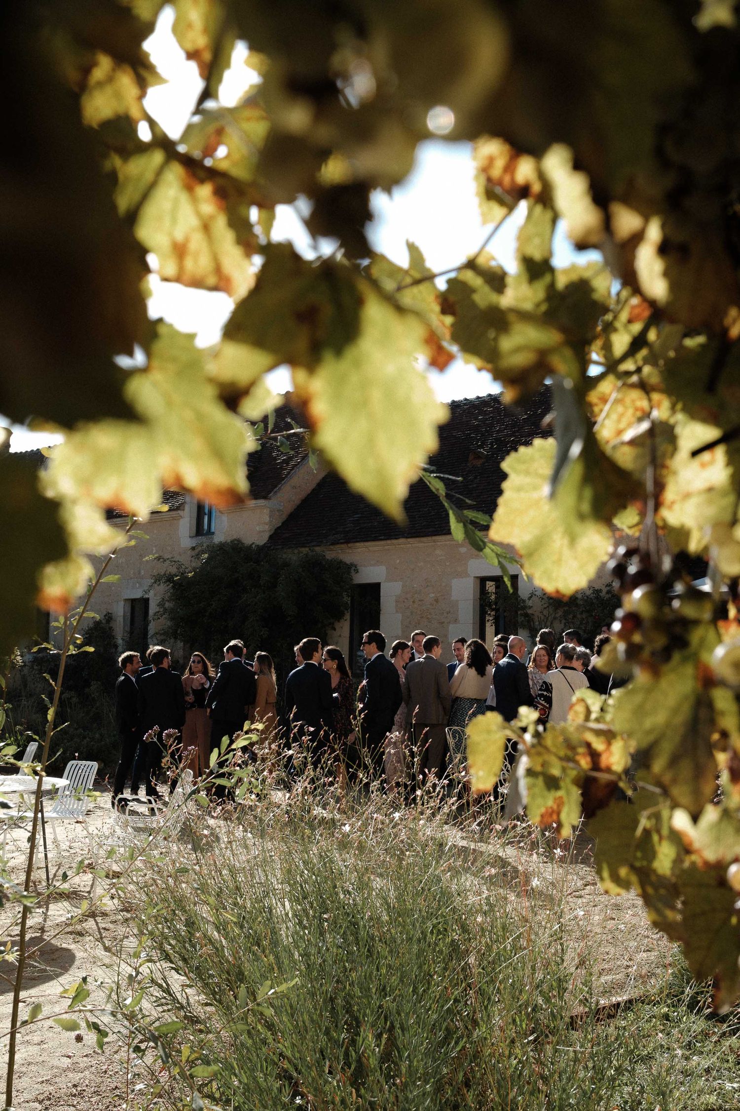 A crowd of people gathered behind tall ornamental grasses and autumn vineyard leaves on a sunny day.