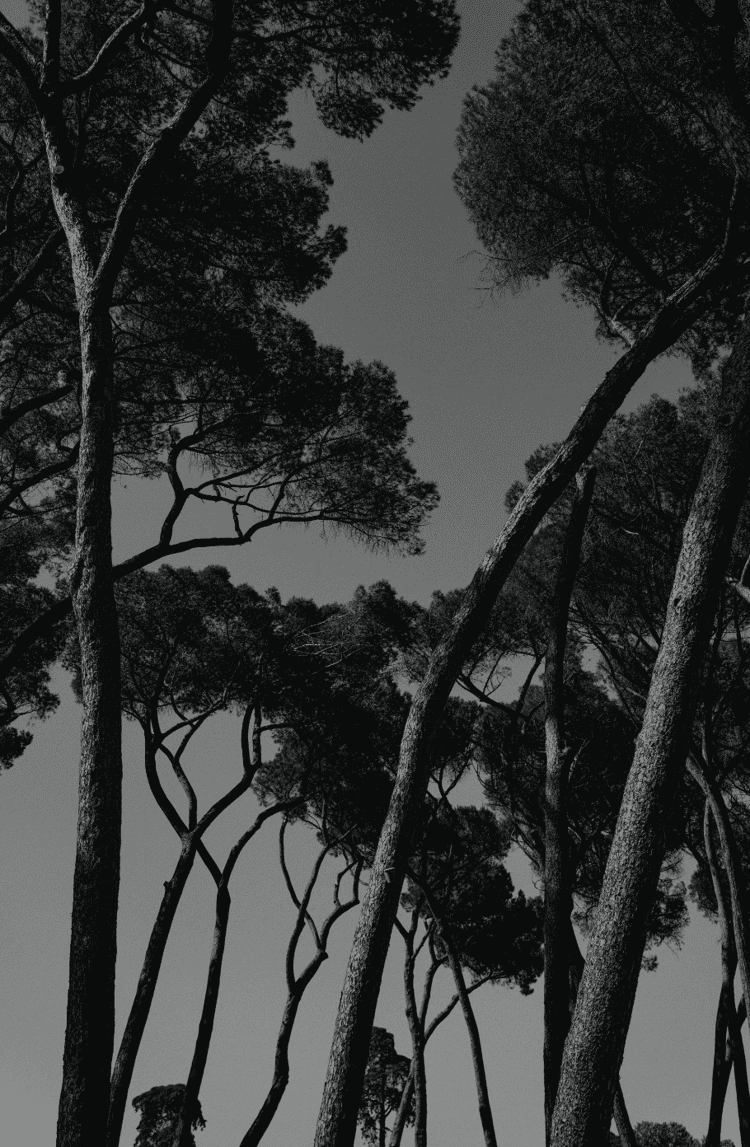 Silhouetted pine trees against a dark sky create a dramatic forest canopy pattern.
