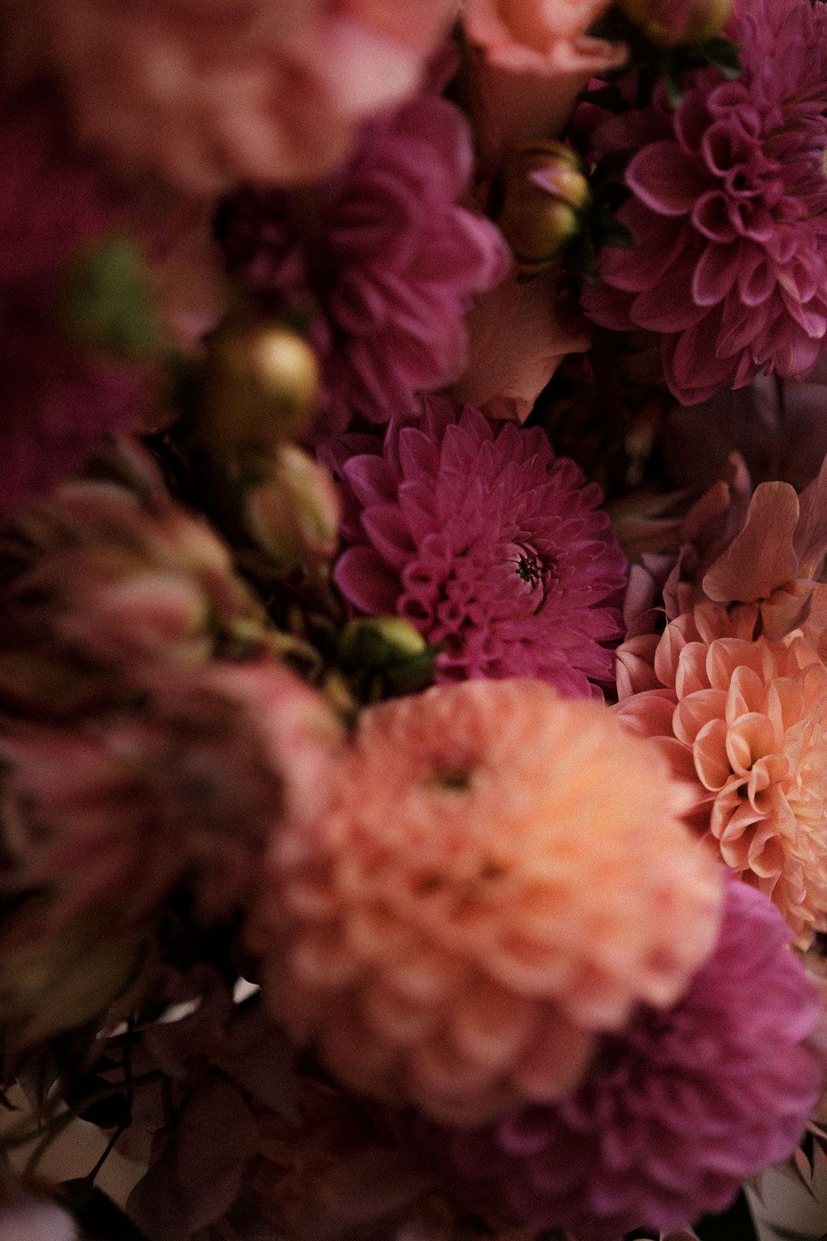 Close-up of pink and peach dahlia flowers with soft blurred background creating a romantic garden atmosphere.