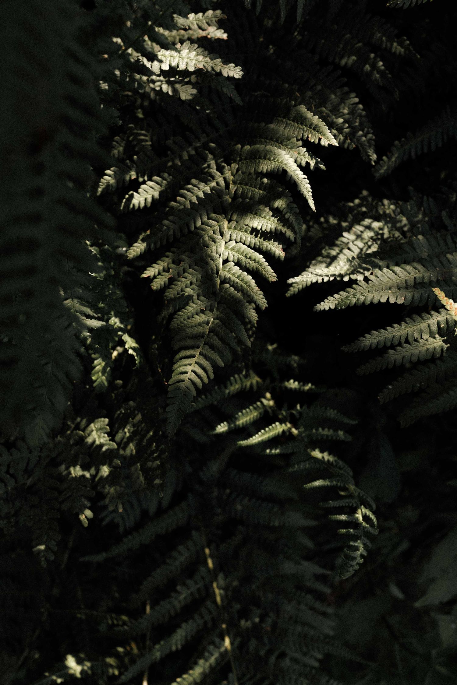 Sunlit ferns create dramatic patterns of light and shadow against a dark forest background.