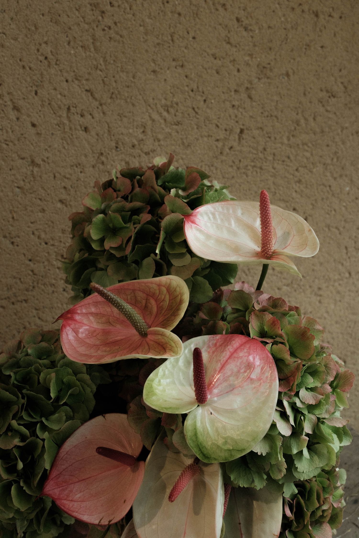 A series of five images showing pink and white anthurium flowers arranged with green hydrangeas against a textured wall.