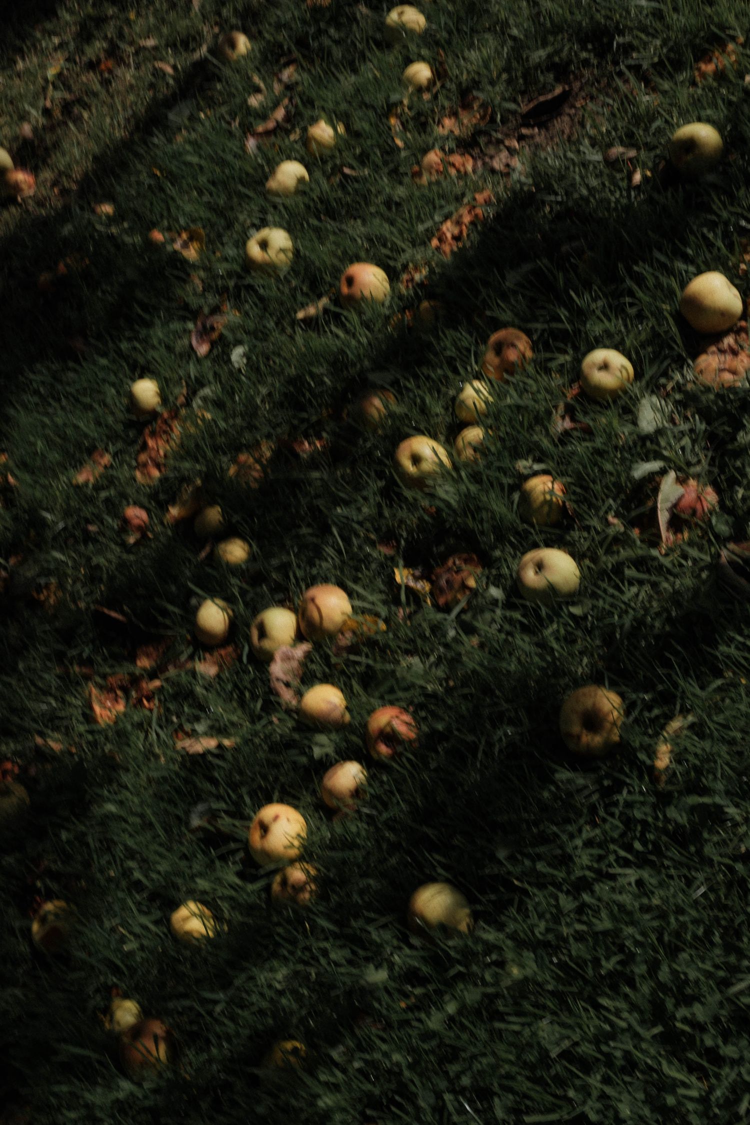 Fallen yellow apples scattered on dark grass in a moody autumn scene.