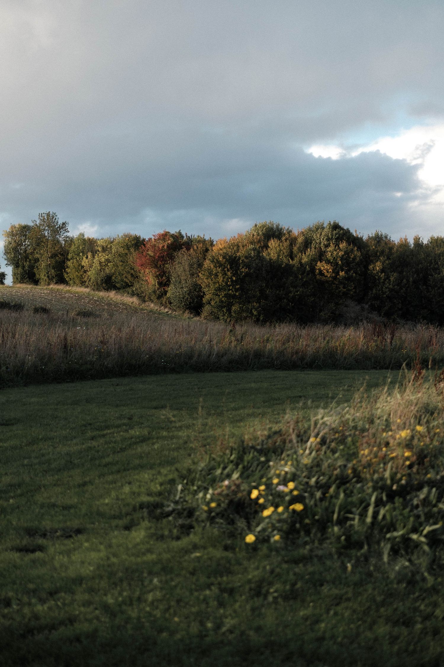 Panoramic view of a grassy meadow with yellow wildflowers against a treeline under an overcast autumn sky.