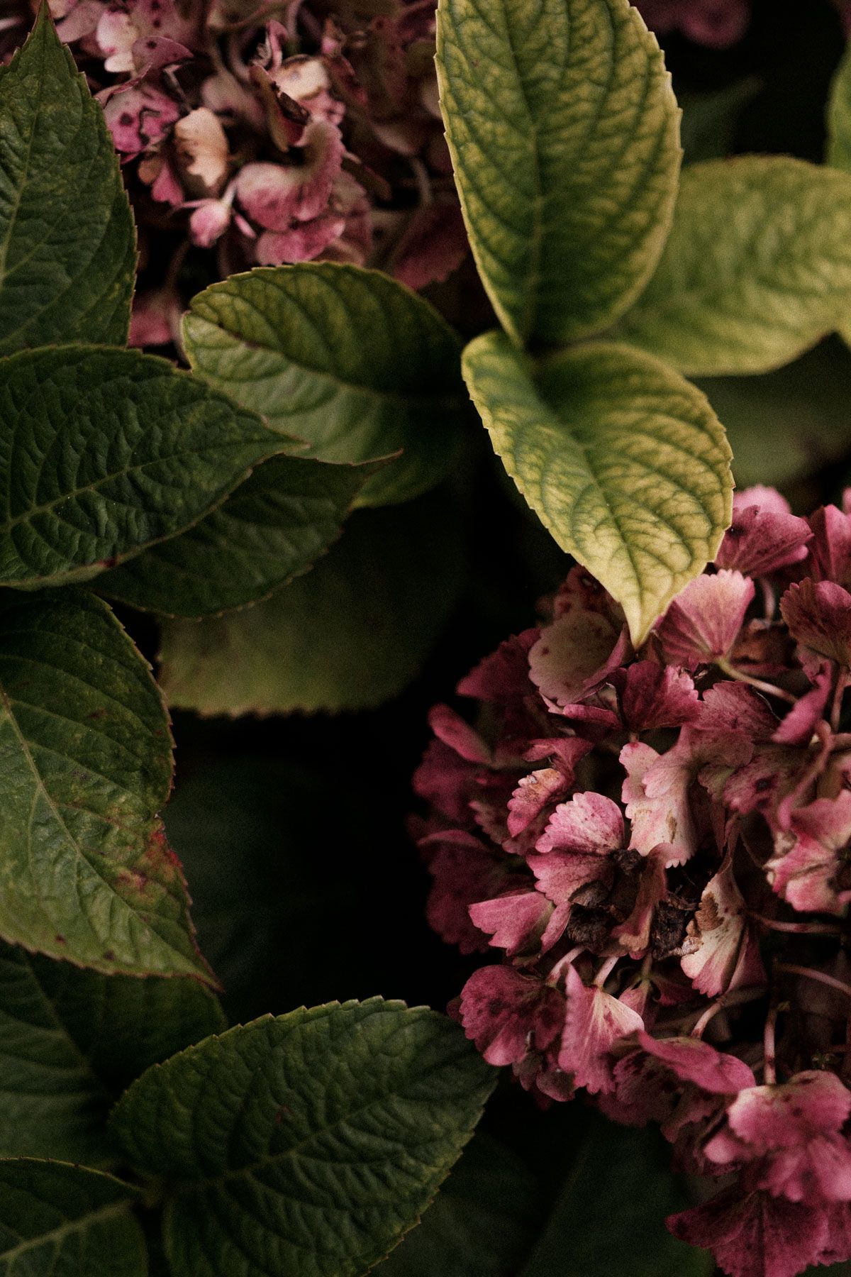 Pink hydrangea blooms contrast against dark green textured leaves in moody garden lighting.