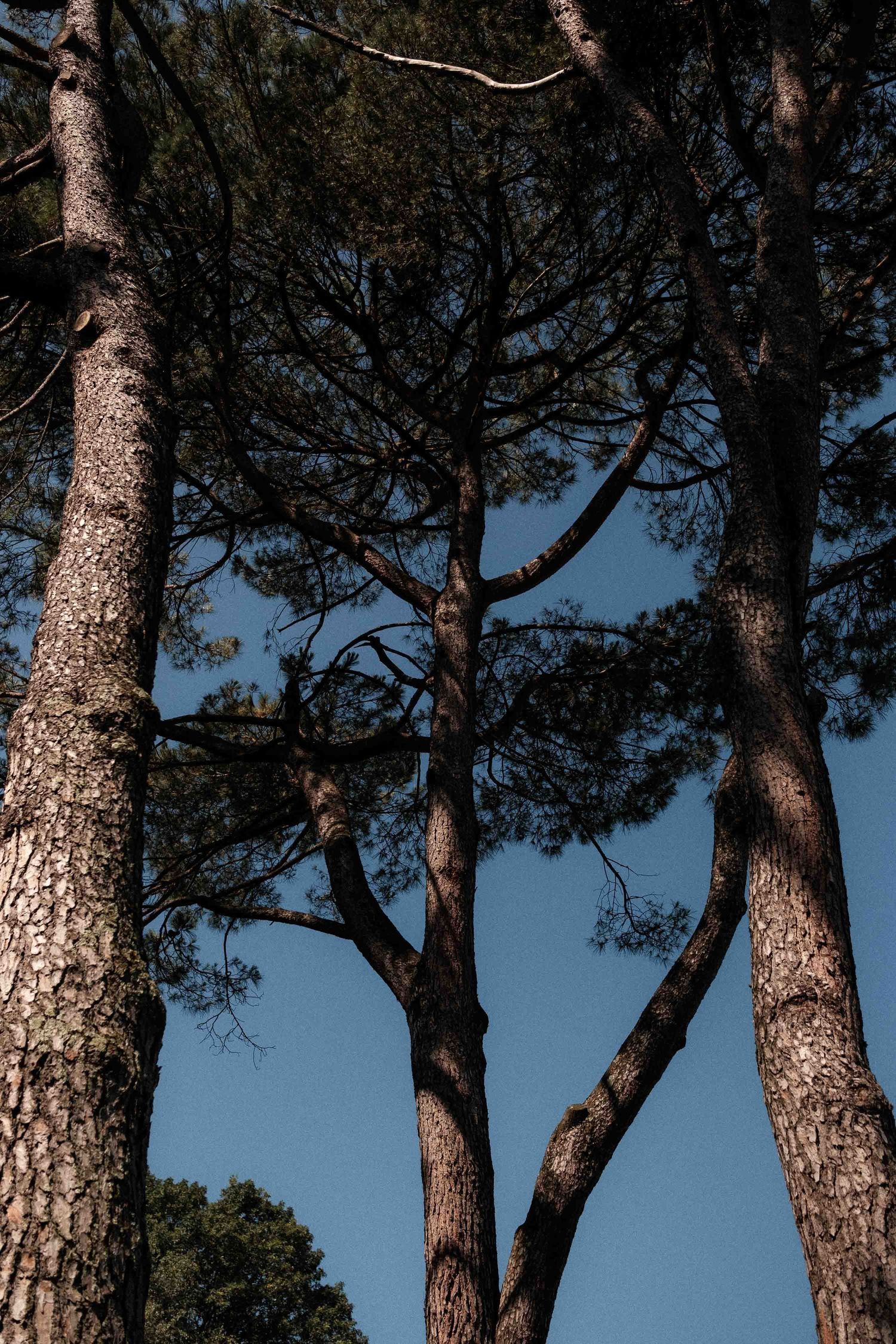Tall pine trees with textured bark stretch upward against a clear blue sky in a natural forest setting.