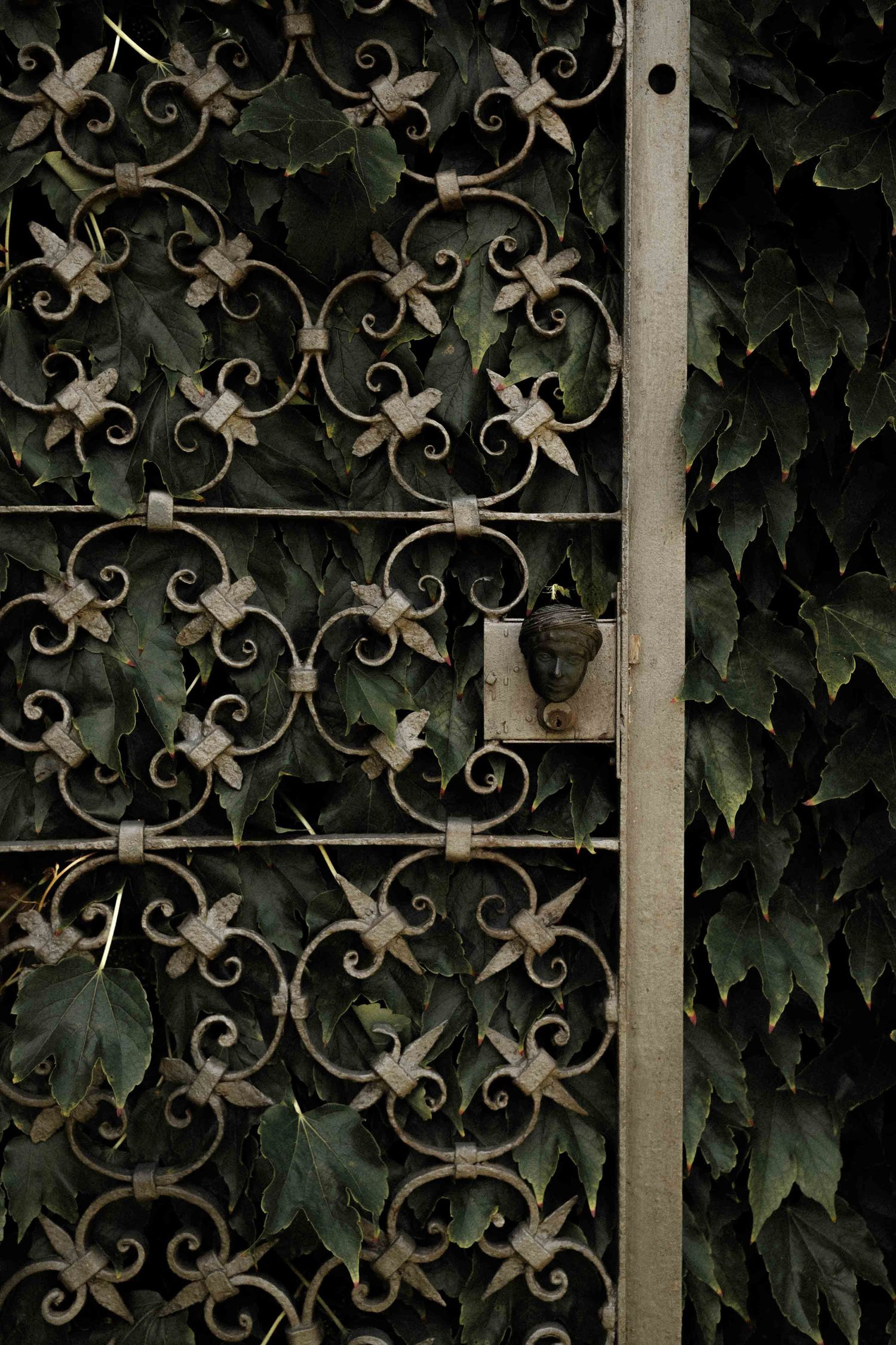 Ornate wrought iron gate with fleur-de-lis pattern surrounded by dark green ivy leaves against a moody background.