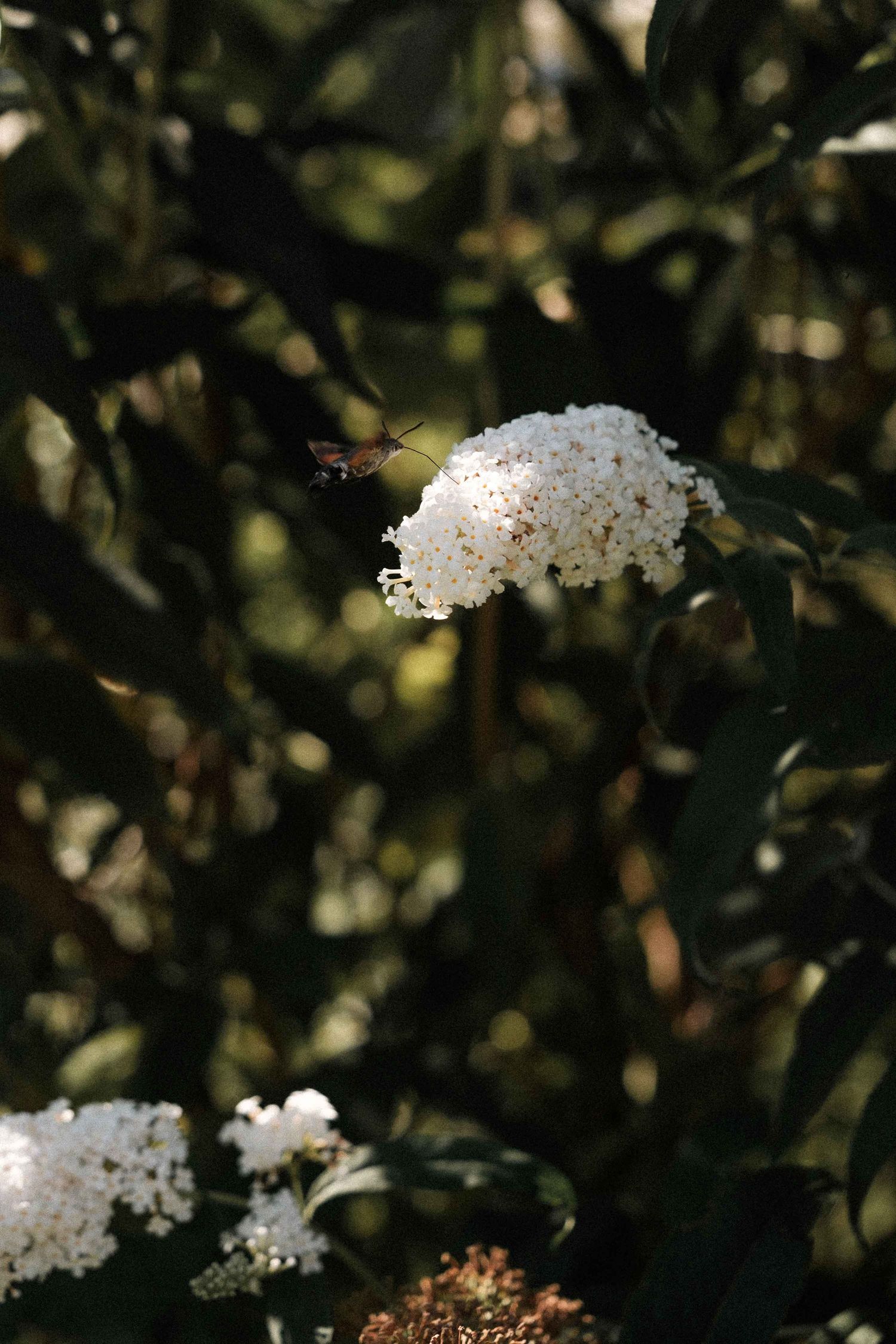 White lilac flowers bloom against a dark background in a moody garden setting.