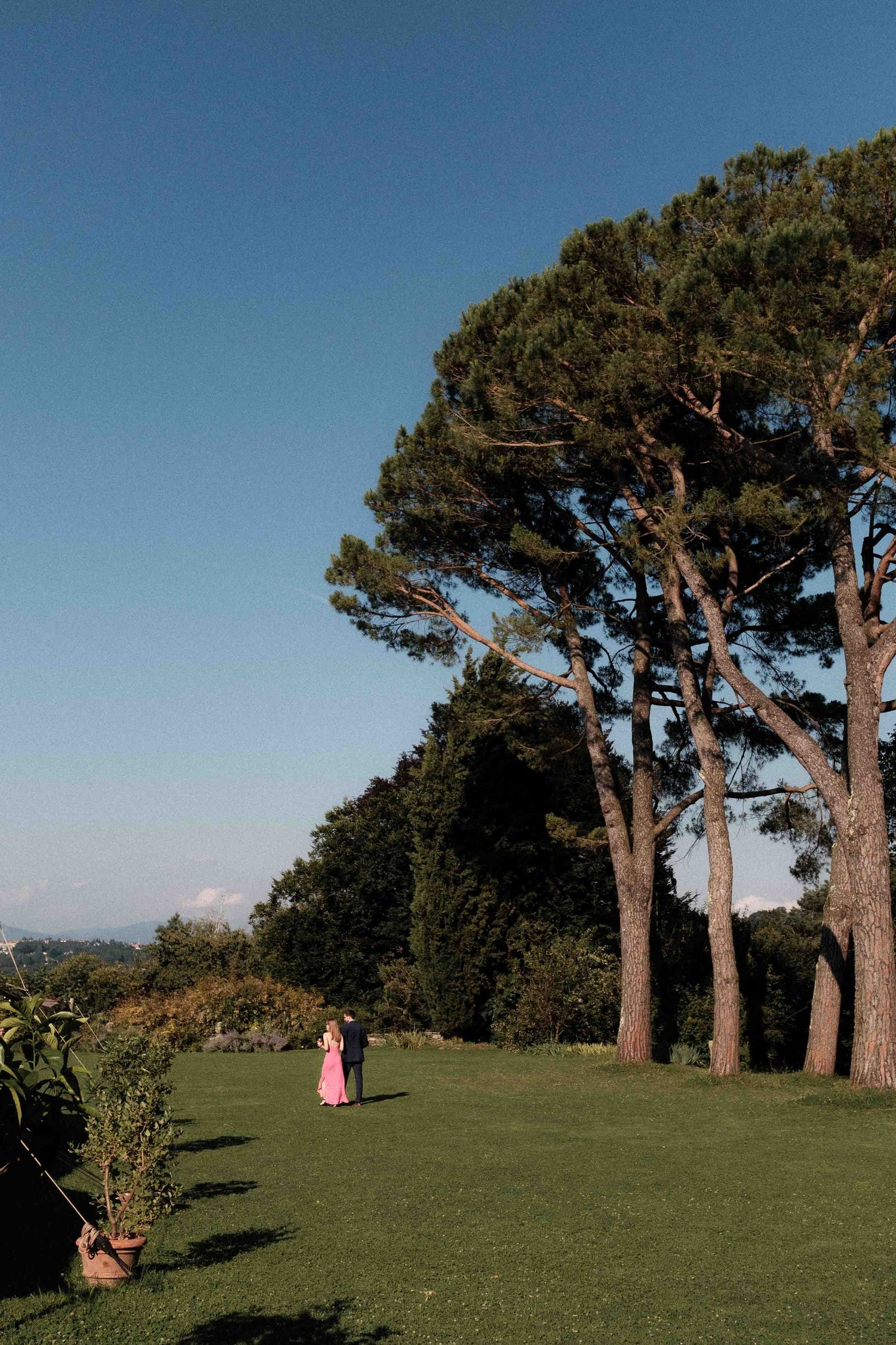 Panoramic view of tall pine trees lining a grassy hillside against a clear blue sky on a sunny day.