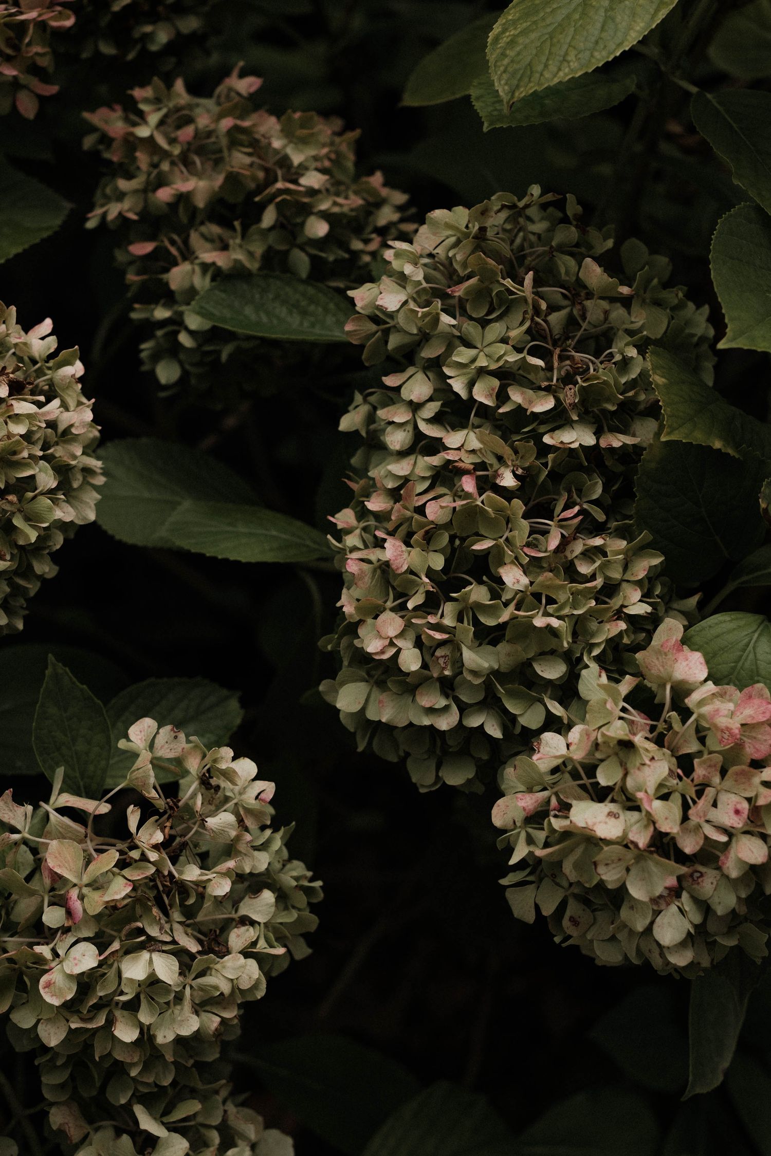 Vintage-style photograph of dried hydrangea flower clusters with muted pink and green tones against dark foliage.