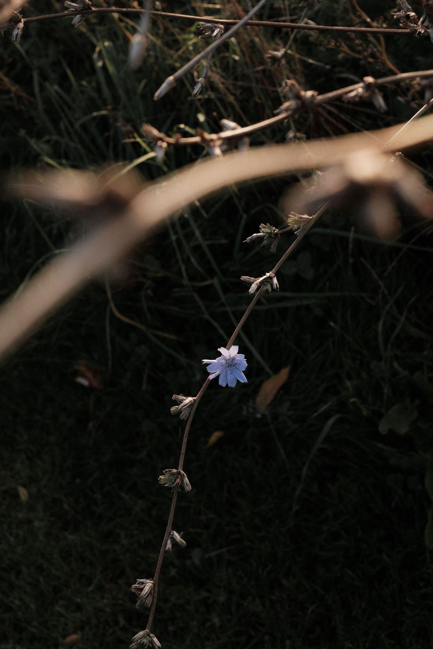 Single delicate blue wildflower blooming among dark bare branches in moody lighting.