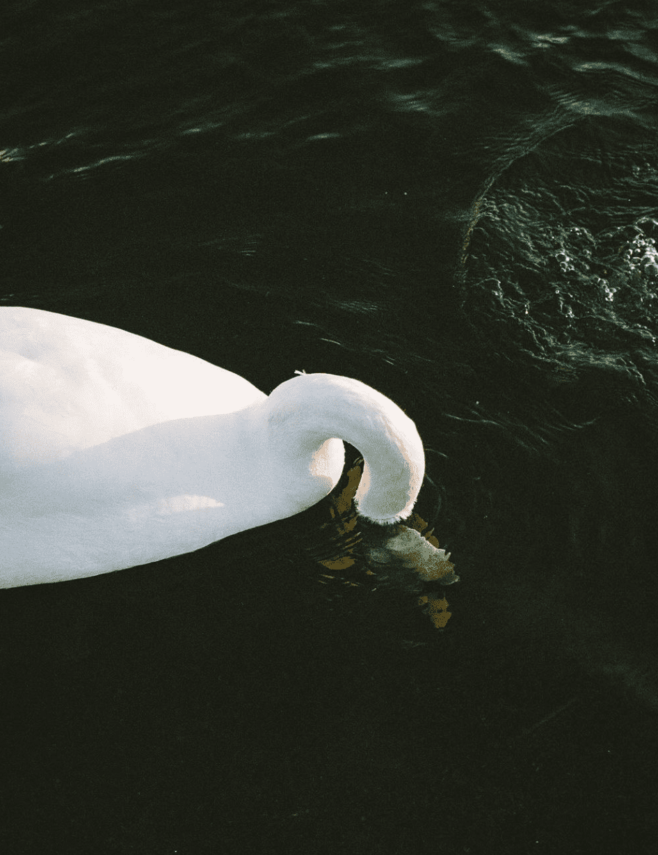 A white swan glides gracefully through dark water, creating ripples as it swims across the frame.