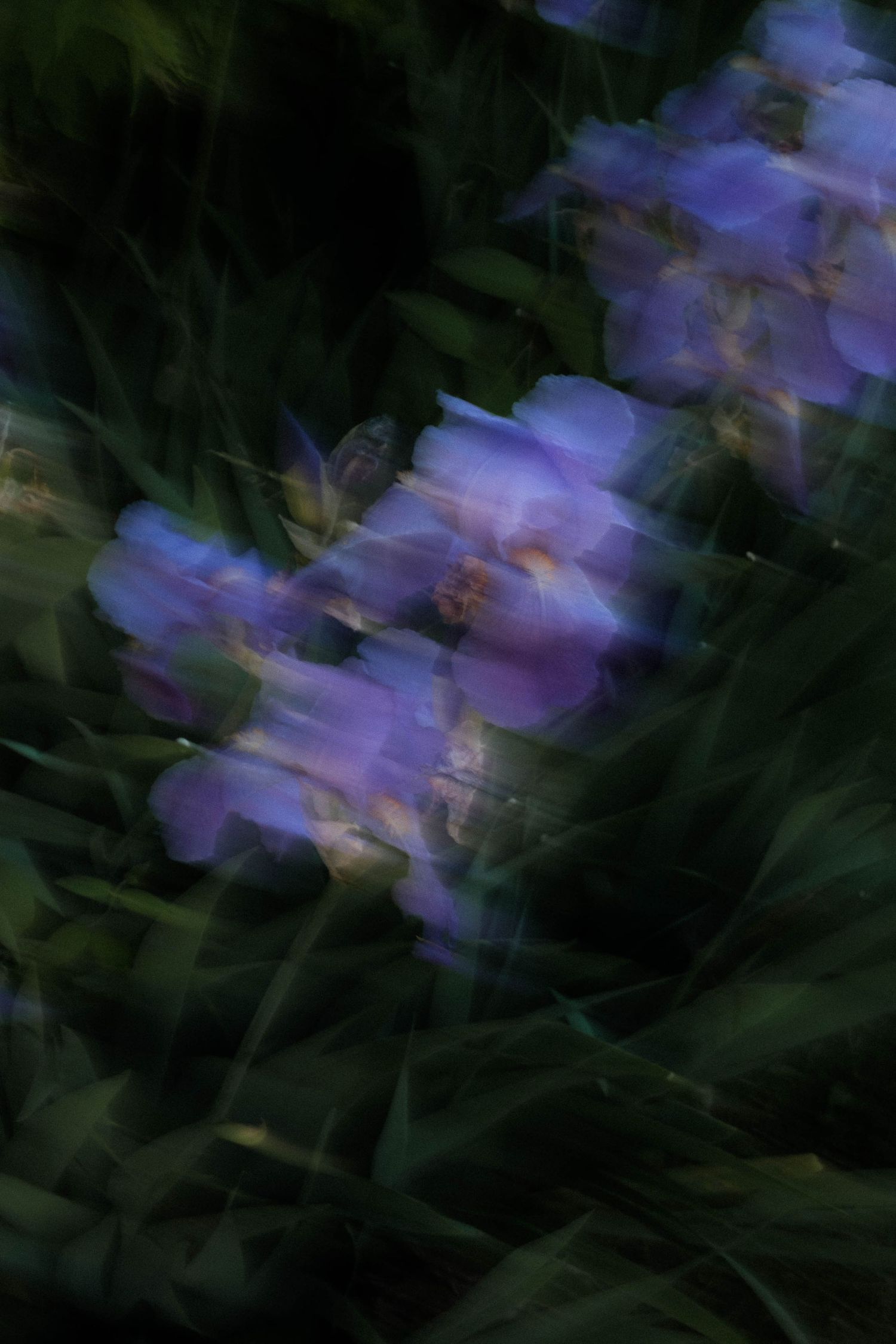 Artistic motion blur photograph of purple flowers against a dark background.