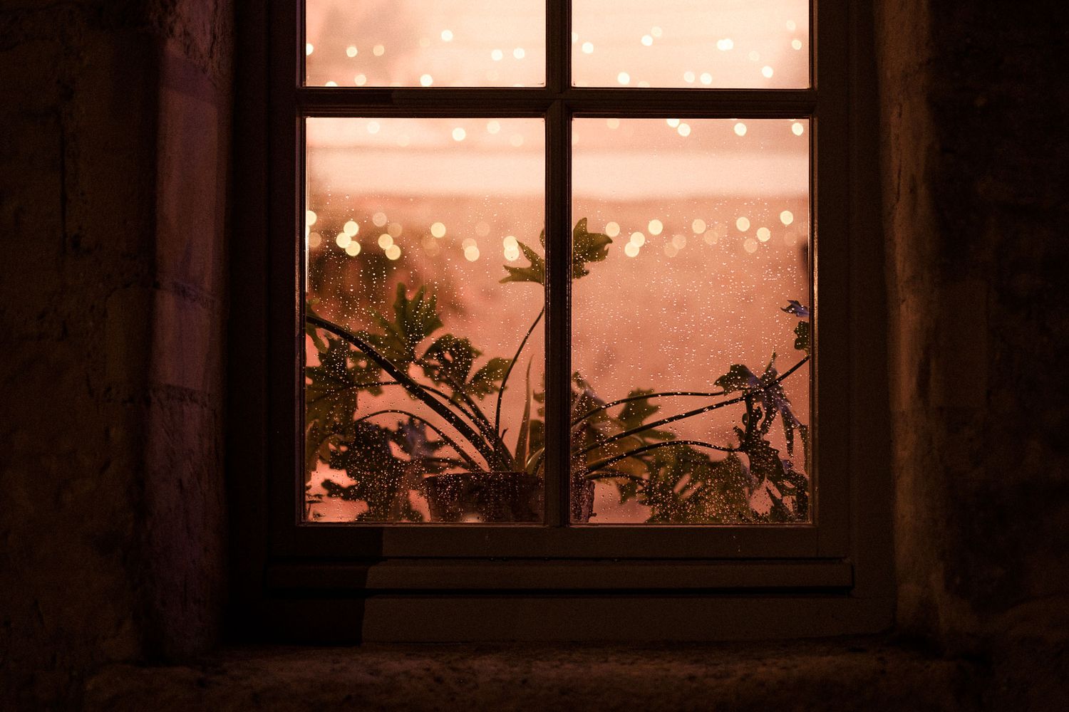 String lights illuminate a cozy window scene with potted plants and warm sunset glow in the background.