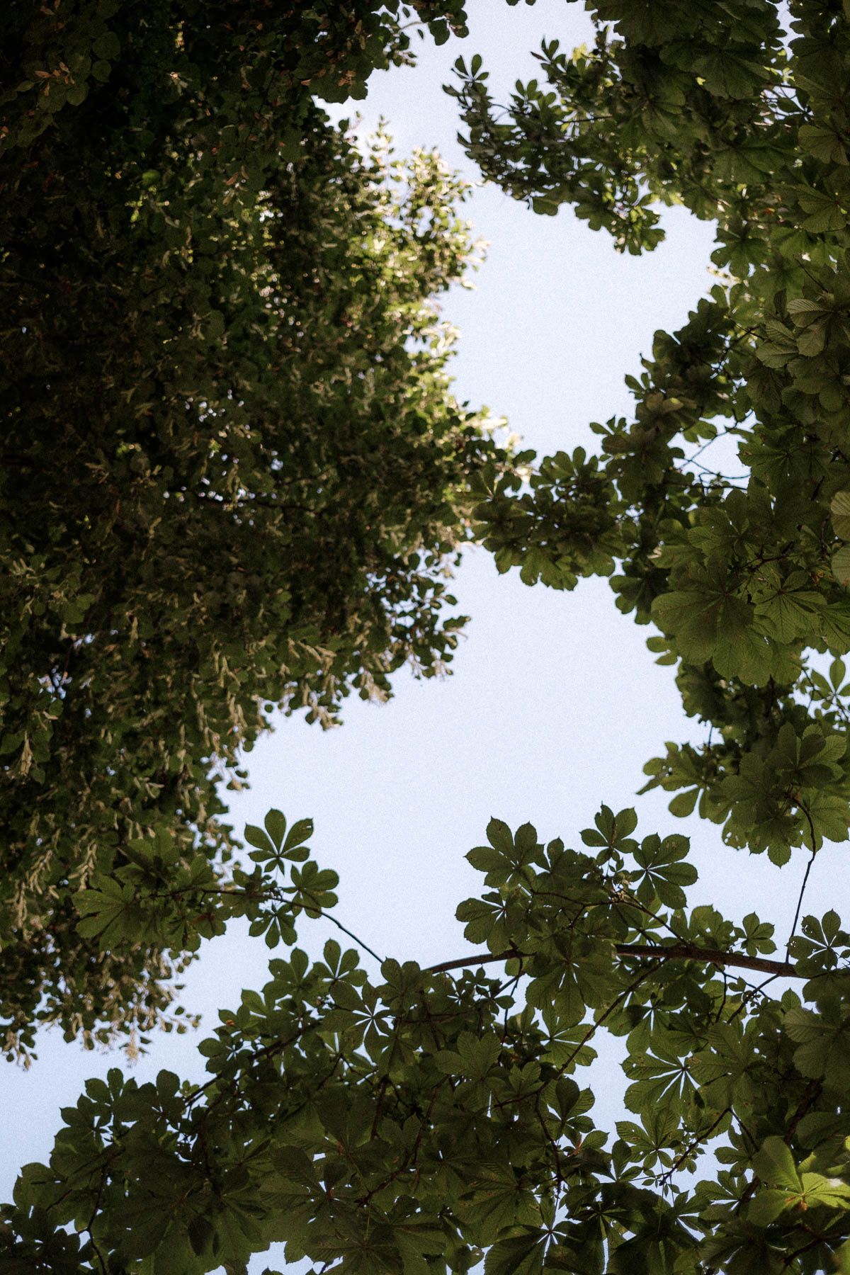 Looking up through dense green tree canopy with leaves silhouetted against bright sky.