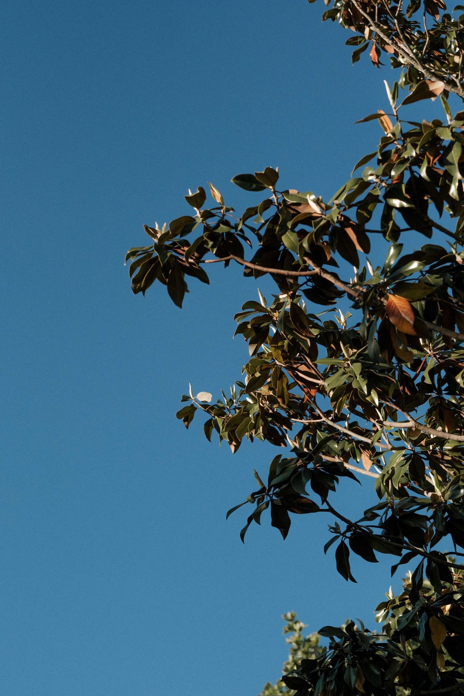 Green leaves and branches against a bright blue sky on a sunny day.