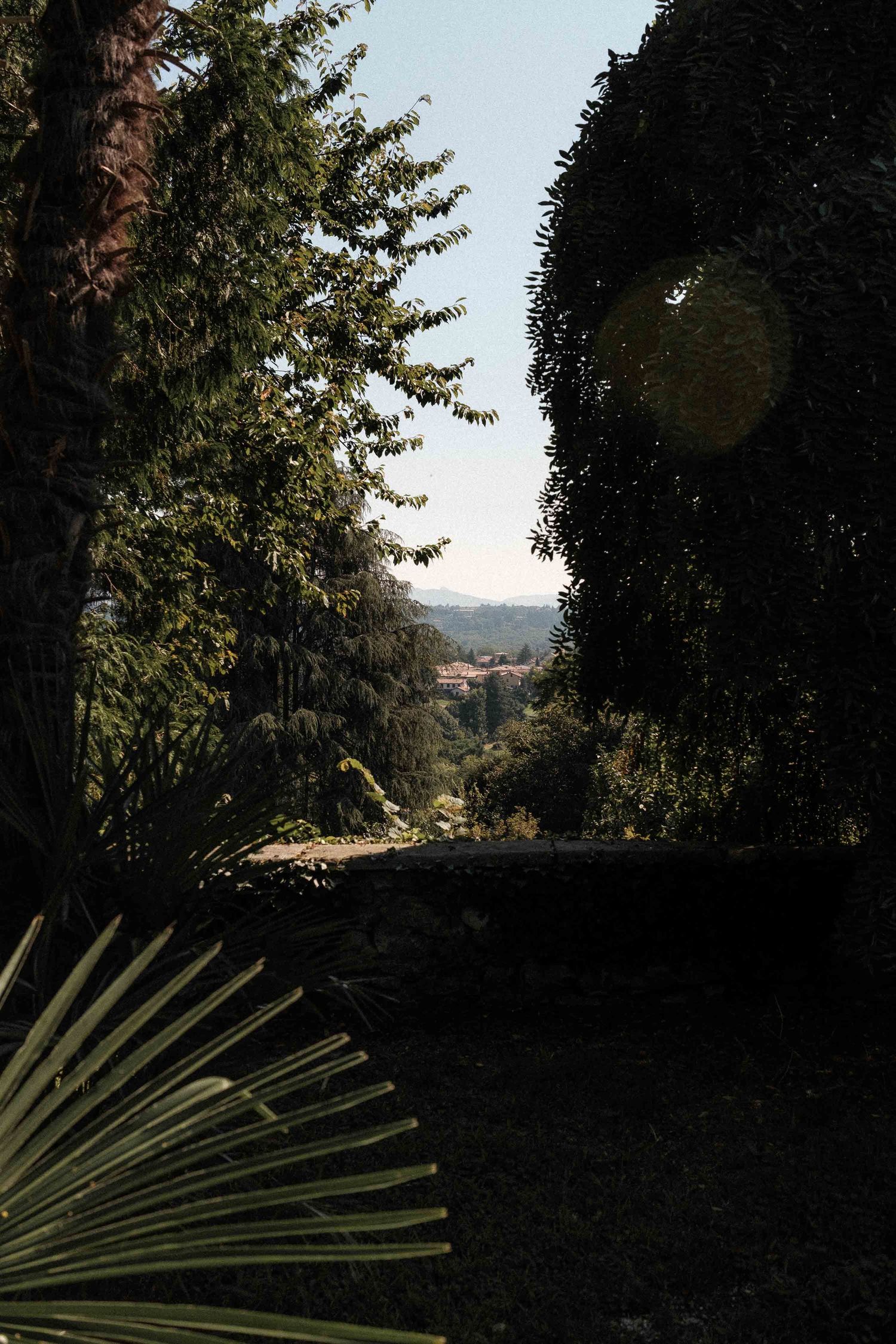 Silhouetted palm fronds against a backlit forest landscape create a dramatic natural contrast.
