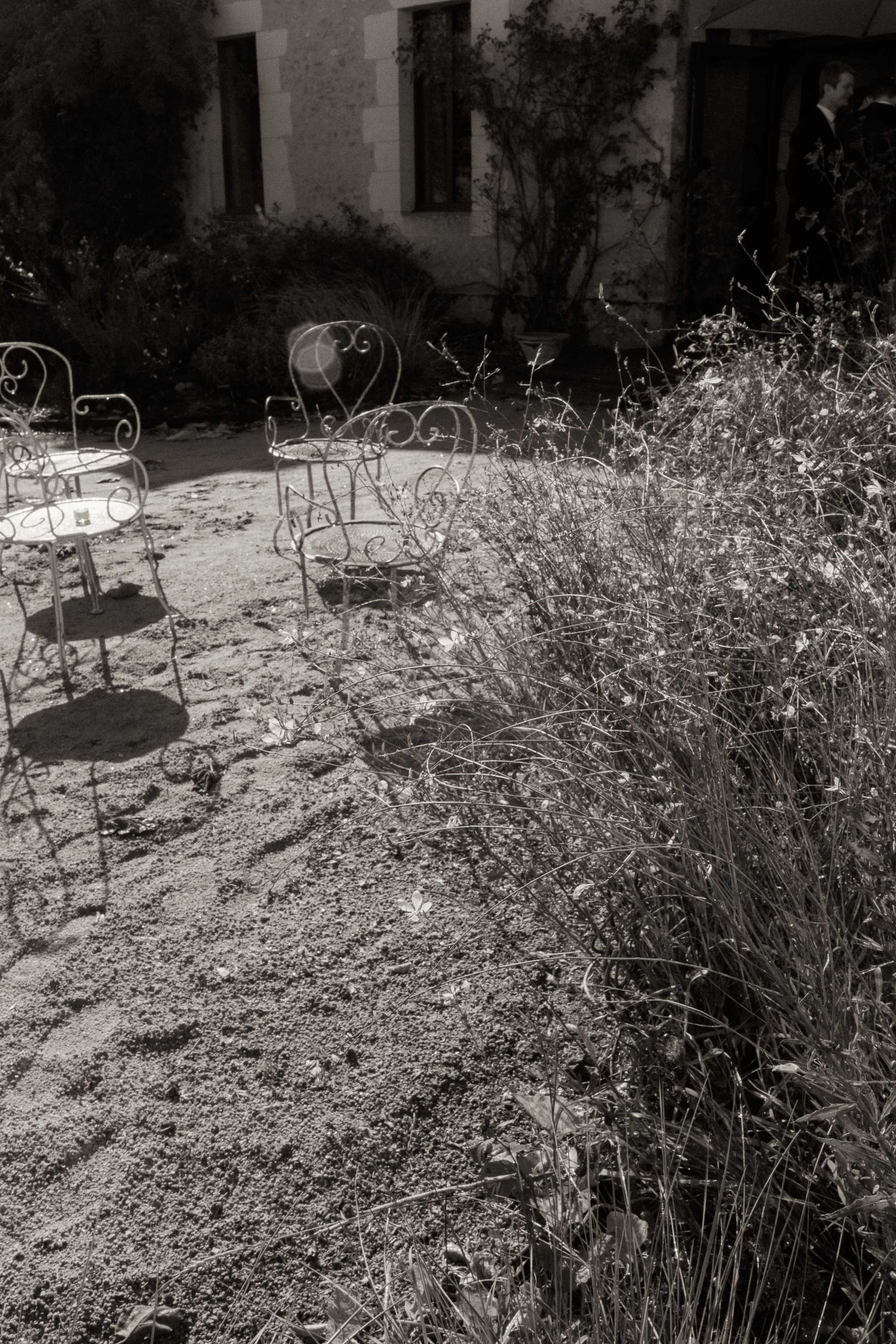 A sequence of black and white photos showing an ornate metal garden chair among overgrown grass and wildflowers.