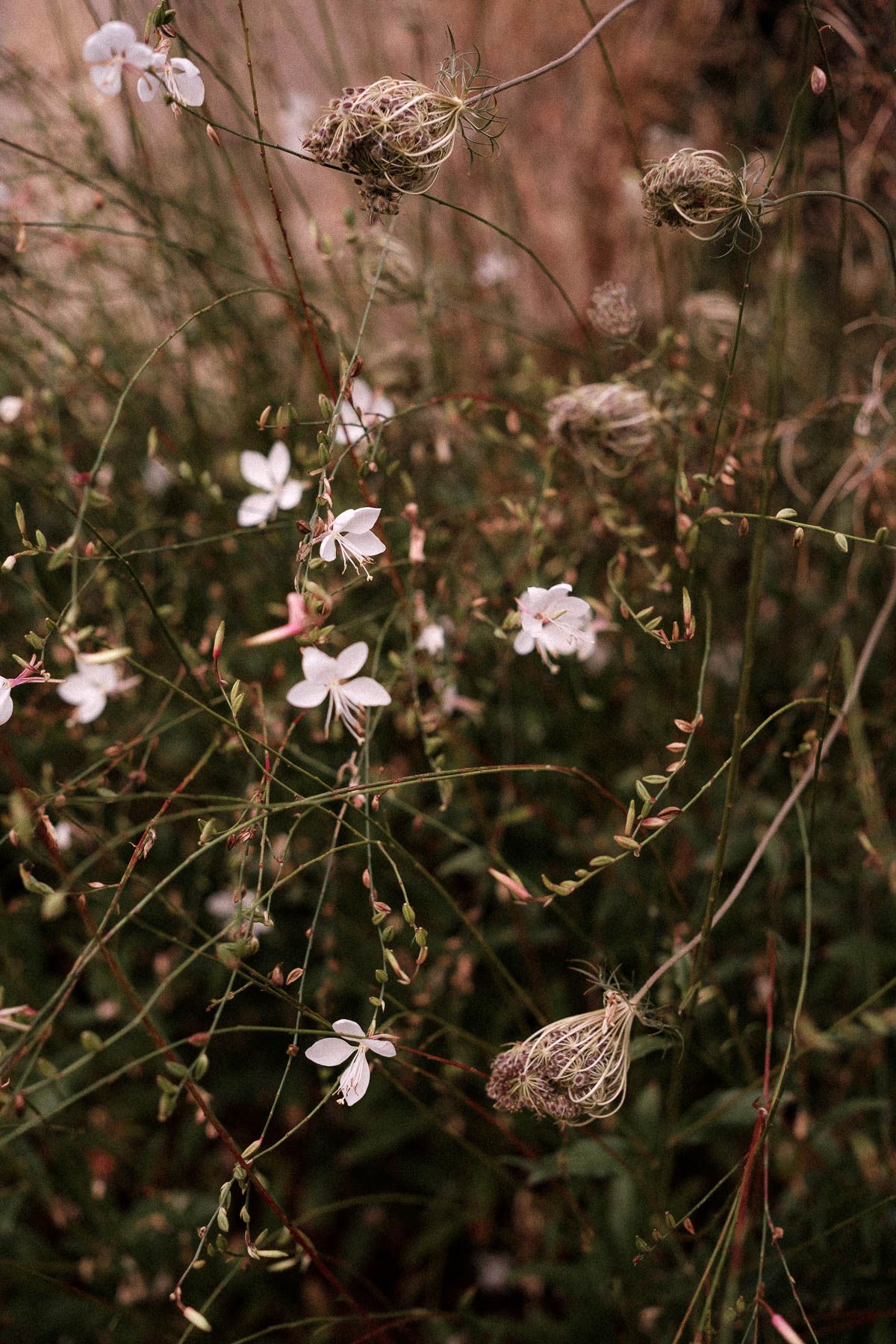 Delicate pink flowers bloom among brown twigs in a moody, dark garden setting.