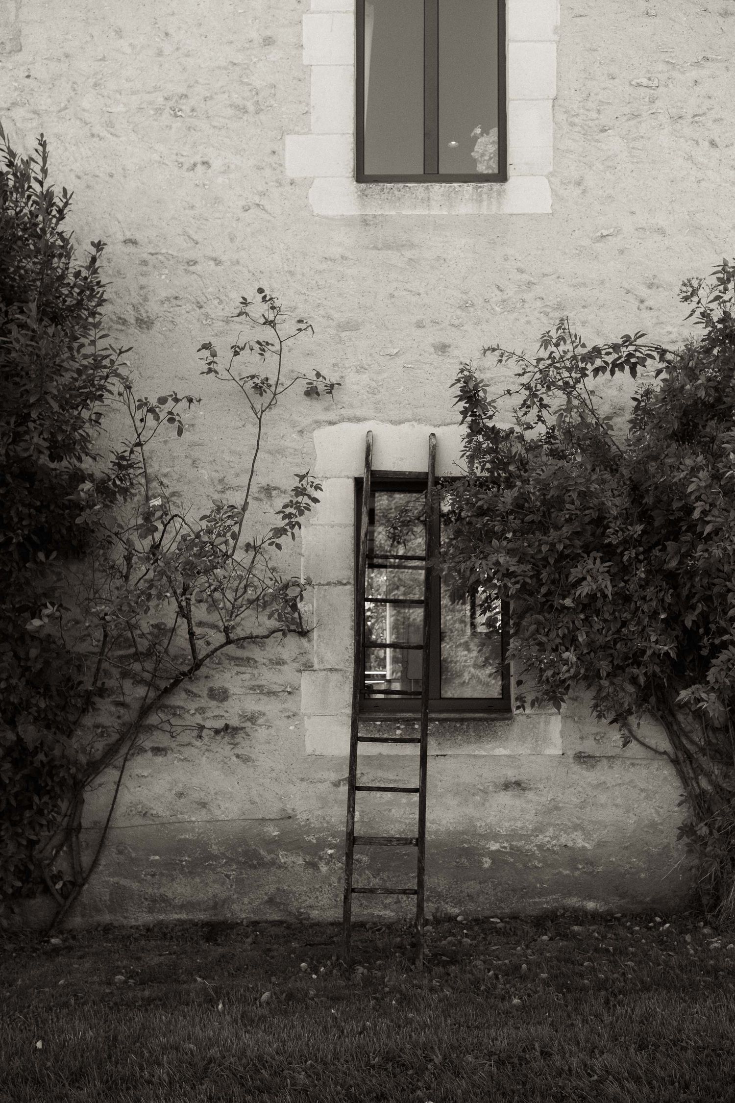 A black and white photograph of a wooden ladder leaning against a white wall with shrubs and grass in the foreground.