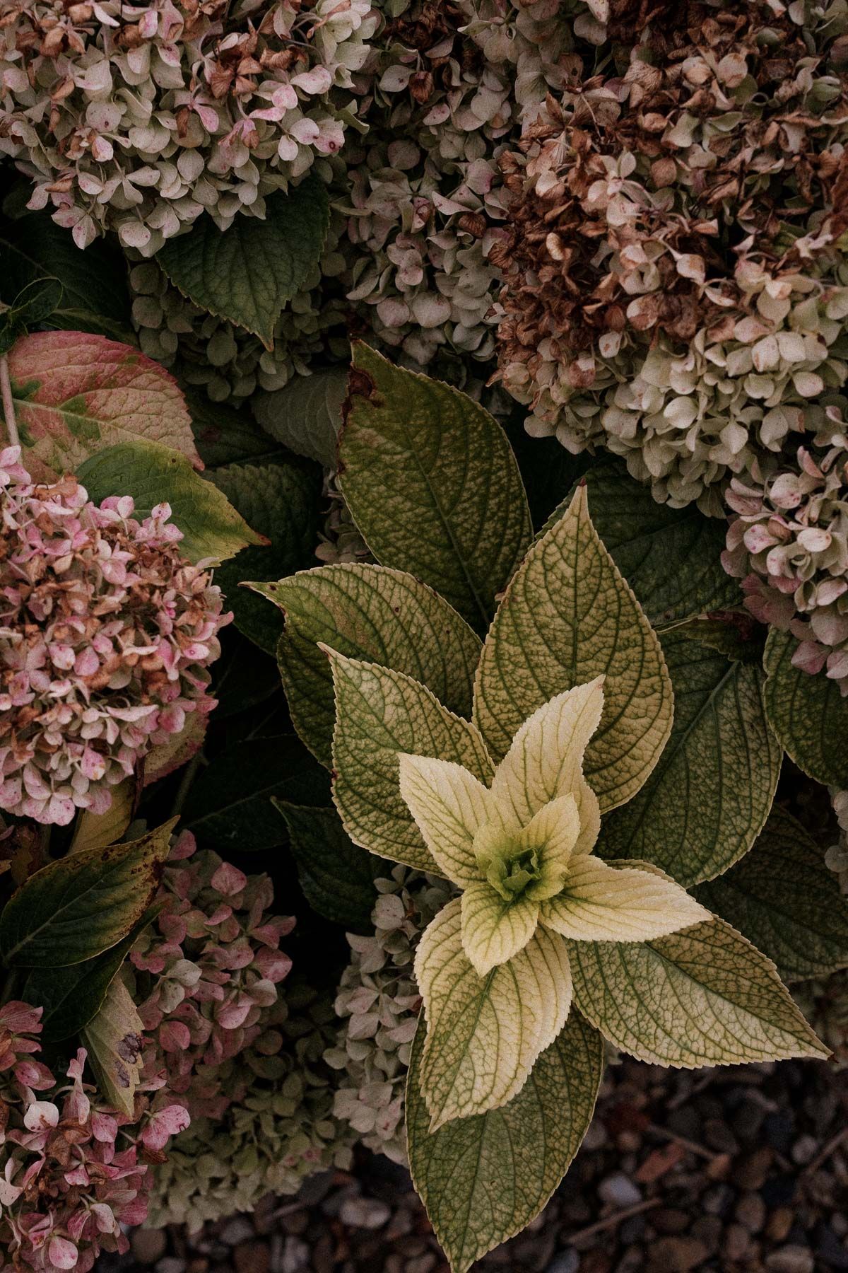 Pink hydrangea flowers with textured green and cream colored leaves in moody garden setting.