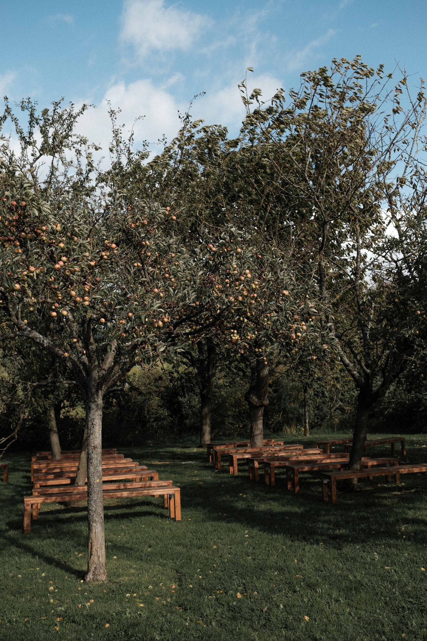 Wooden benches arranged in rows beneath fruit trees in an outdoor orchard setting with blue sky above.