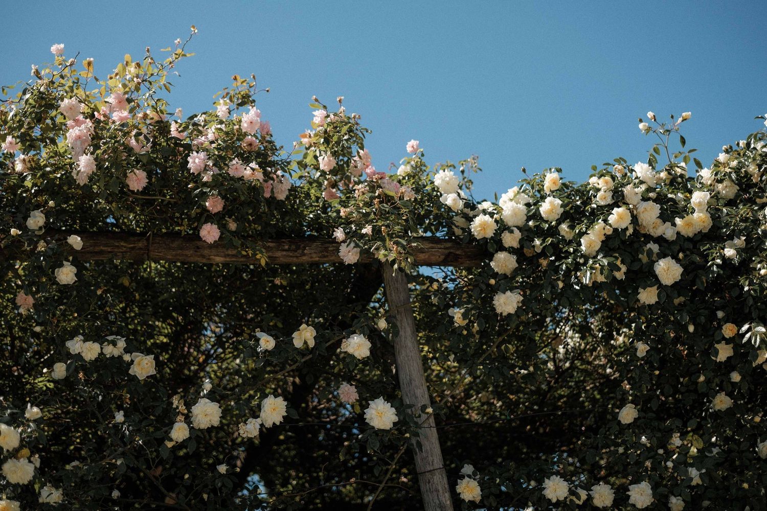 White climbing roses bloom along a garden wall beneath a vibrant blue summer sky.