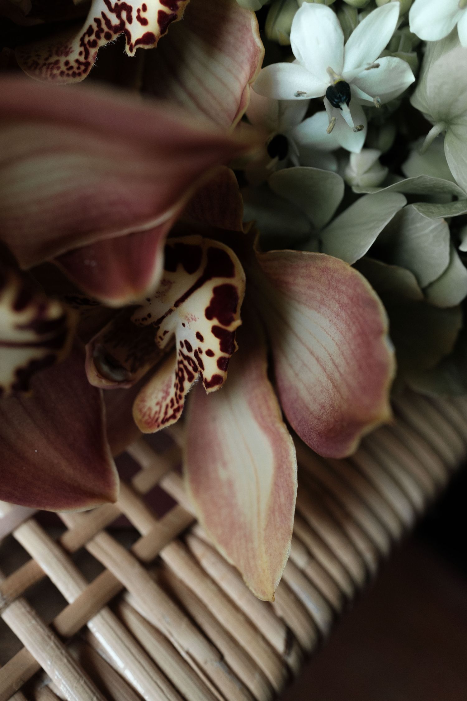 Pink orchids with delicate petals rest against a white lattice background in a moody, artistic composition.