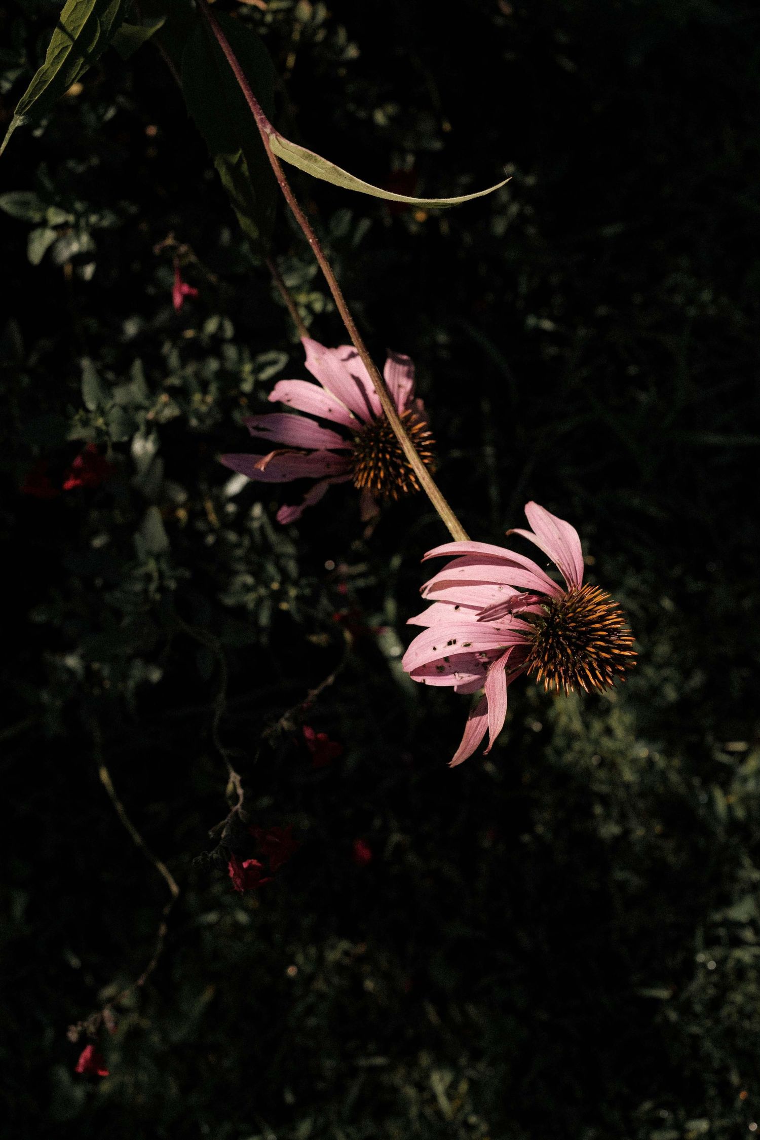 Pink echinacea flower petals droop against dark background in a moody garden setting.