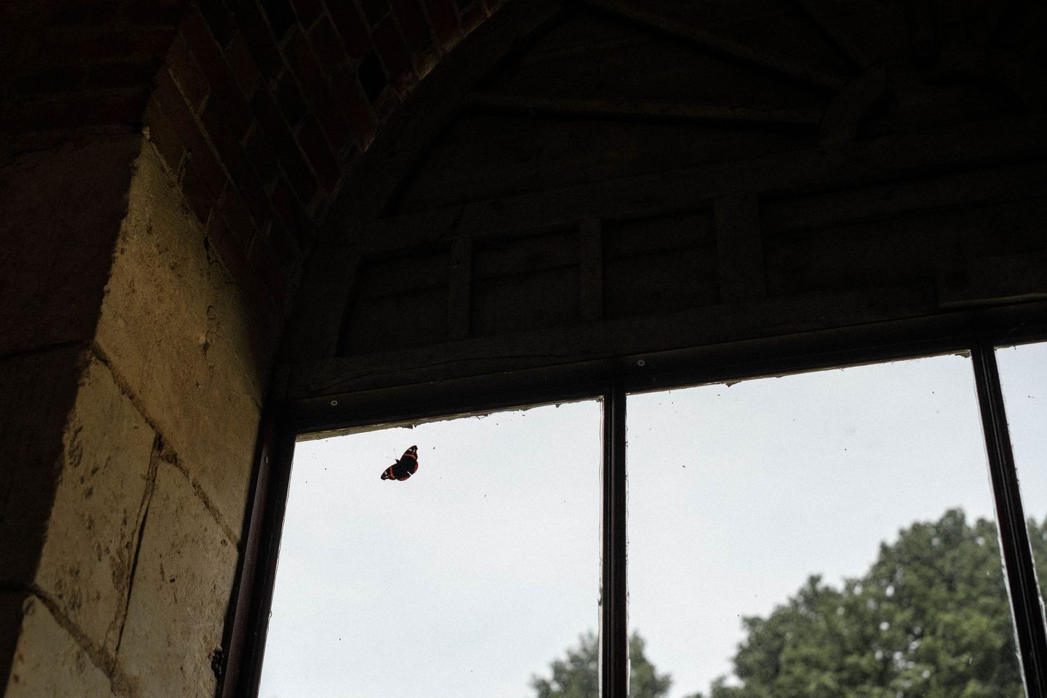 A small butterfly silhouette visible through a window frame against a bright sky with trees in the background.