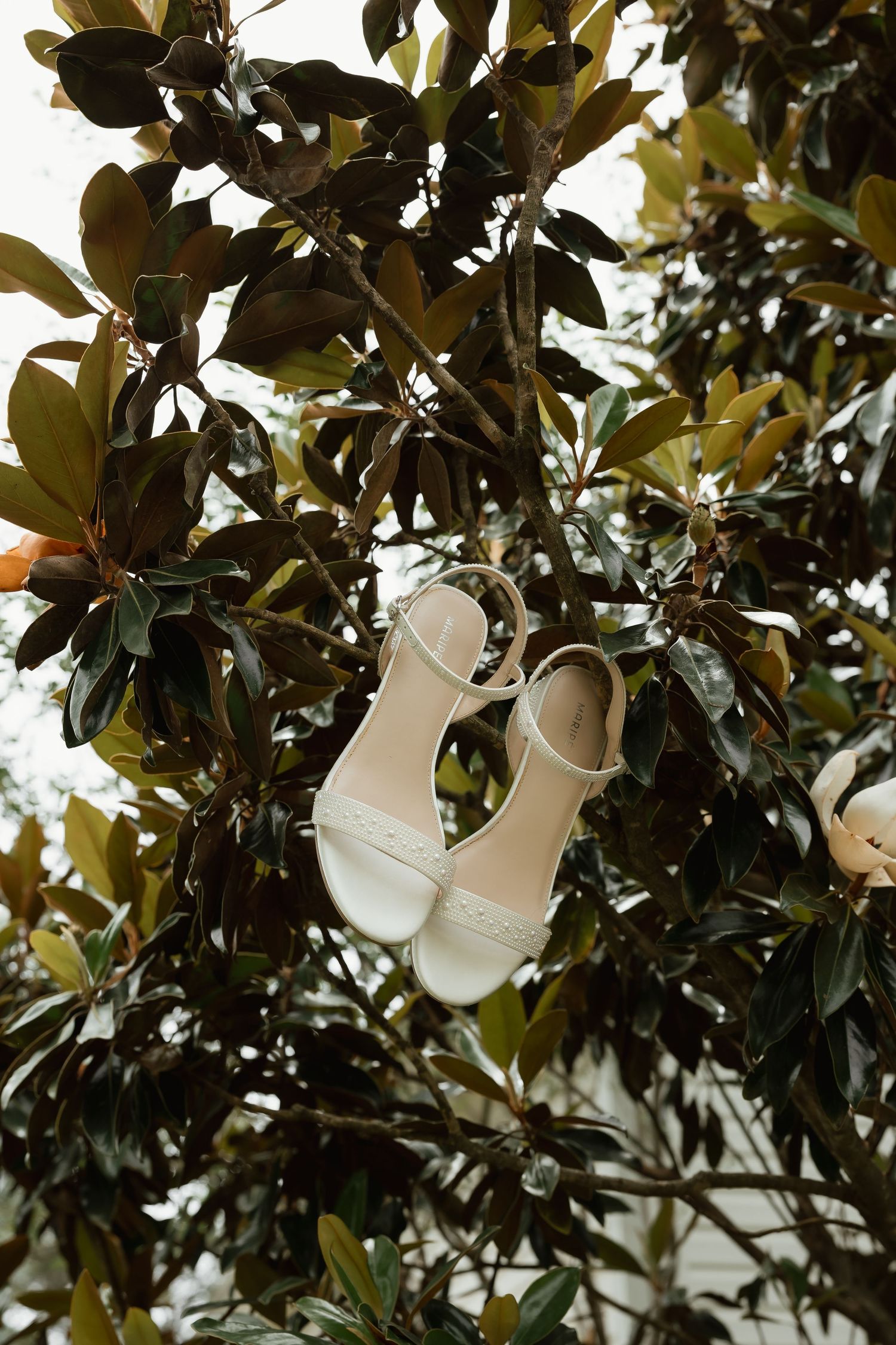 White bridal heeled sandals hanging delicately from the branches of a lush green magnolia tree.