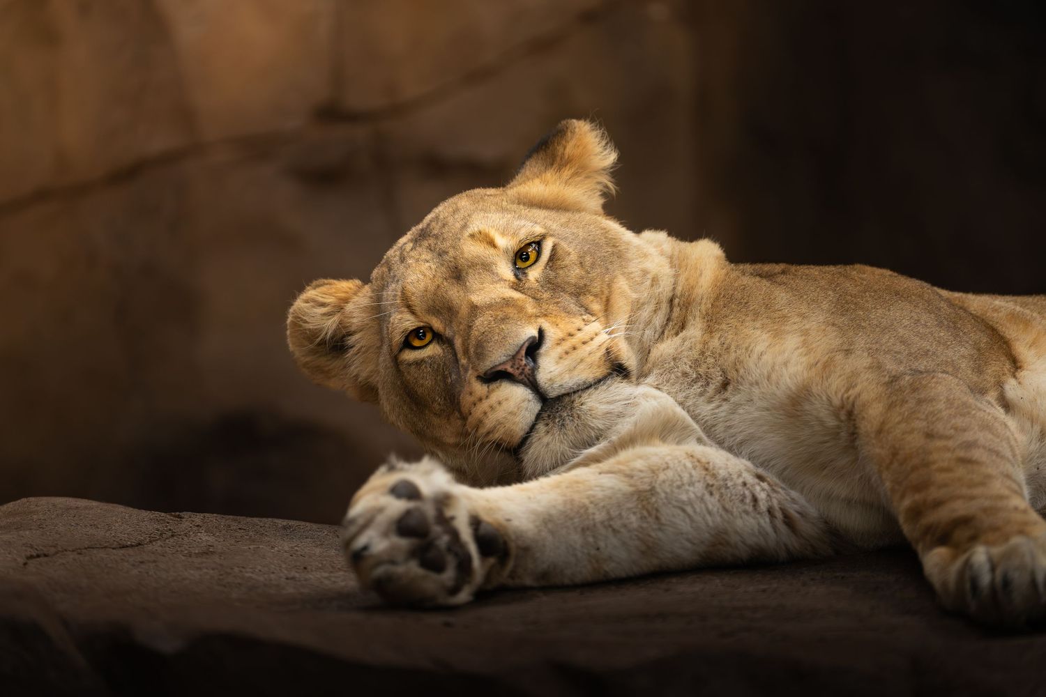 A lioness rests peacefully on a dark surface with soft lighting highlighting her features.