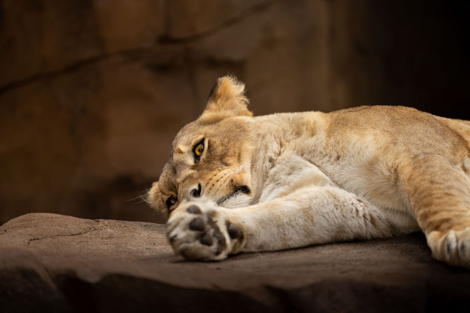 Lioness lounging on a dark rock surface in low lighting conditions.