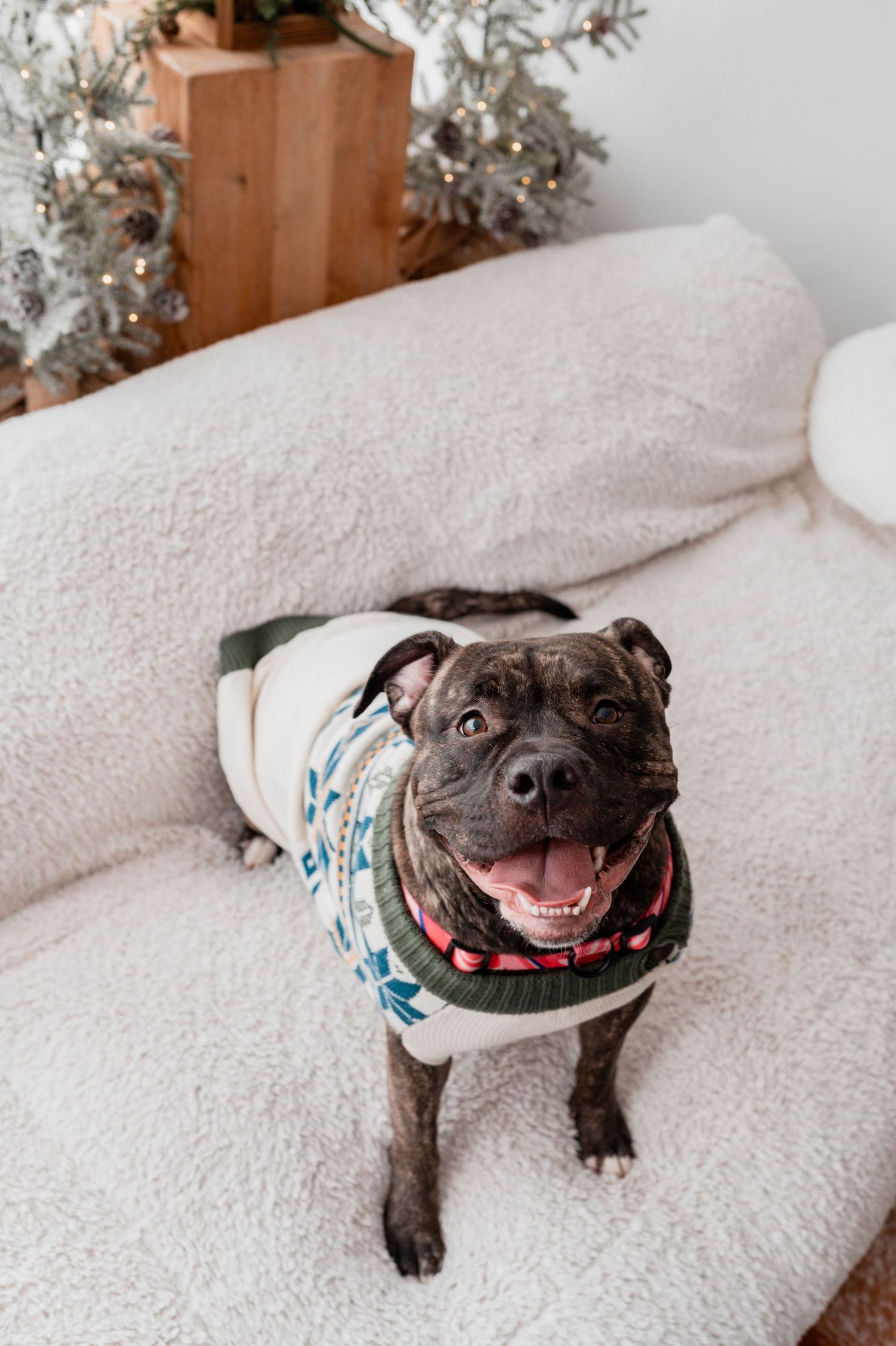 Happy Staffordshire terrier dog wearing a shirt lies on white blanket with Christmas decorations in background.