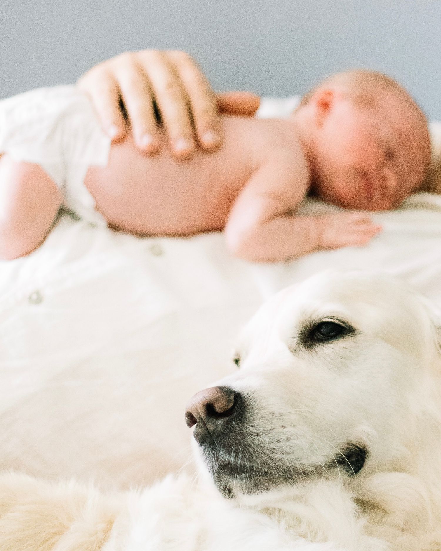 Vastasyntynyt vauva ja perheen koira newborn-kotikuvauksessa: Newborn-kuvaus Nummelan ja Vihdin seudulla.