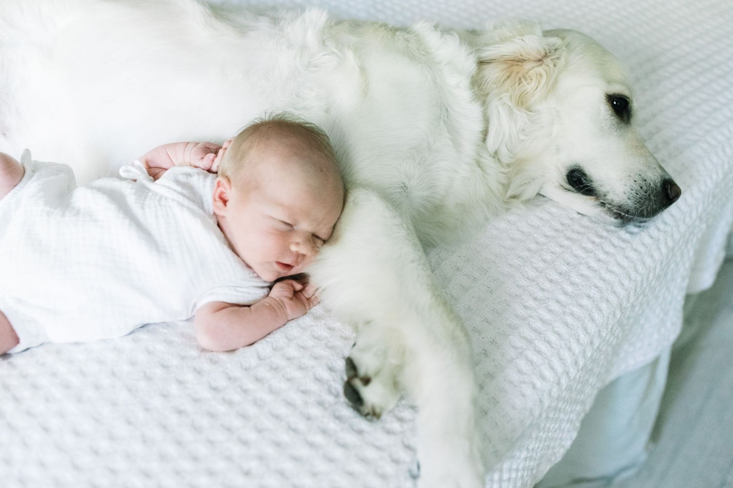 Vastasyntynyt vauva ja perheen koira newborn-kotikuvauksessa: Newborn-kuvaus Nummela ja Vihti.