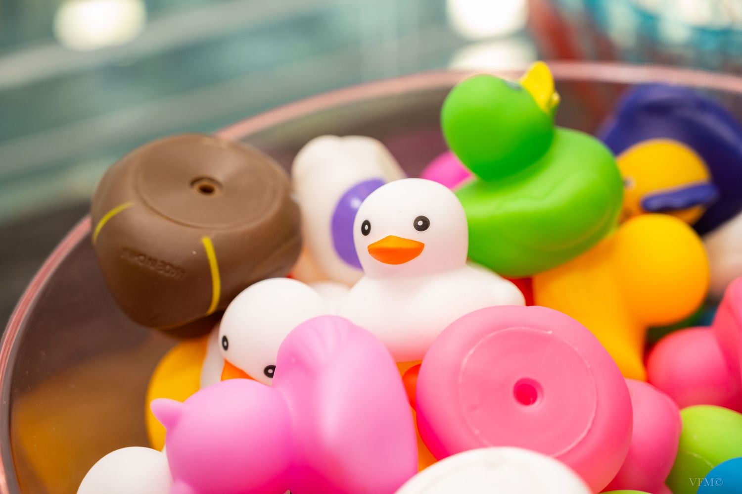 Colorful rubber ducks float in a blue pool with sunlight reflecting on the rippling water surface.