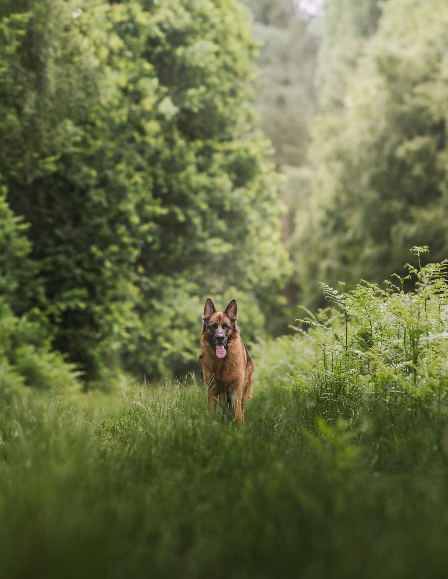 lynford stag thetford norfolk german sheperd