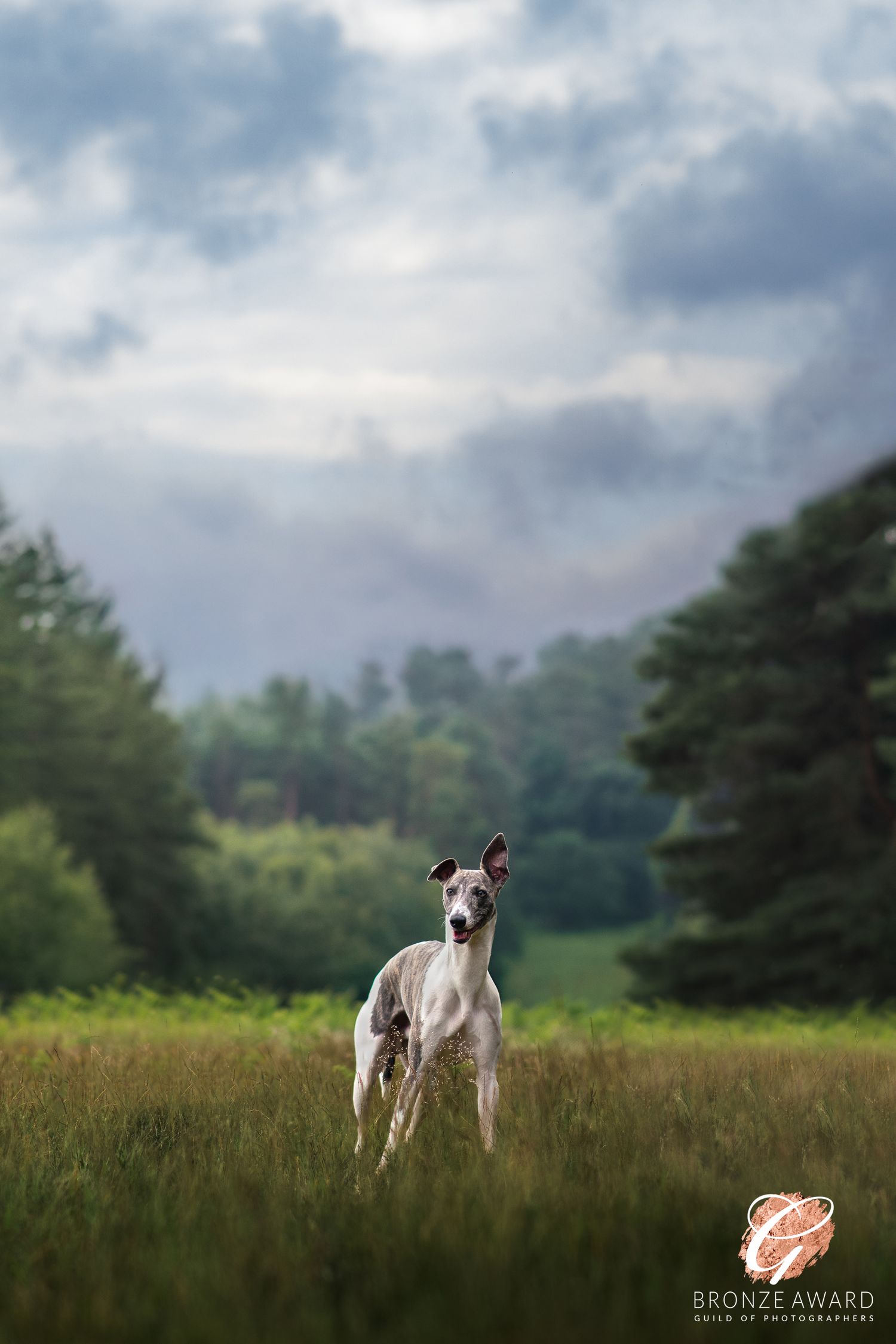 award winning pet image from the guild of photographers whippet dog in thetford forest warren lodge
