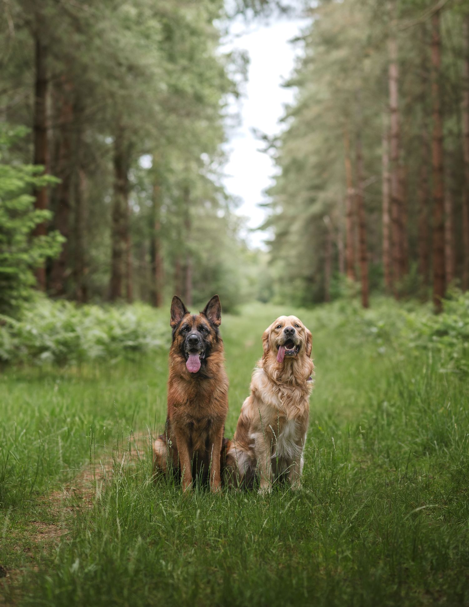 GSD and golden retriever posing in thetford forest norfolk