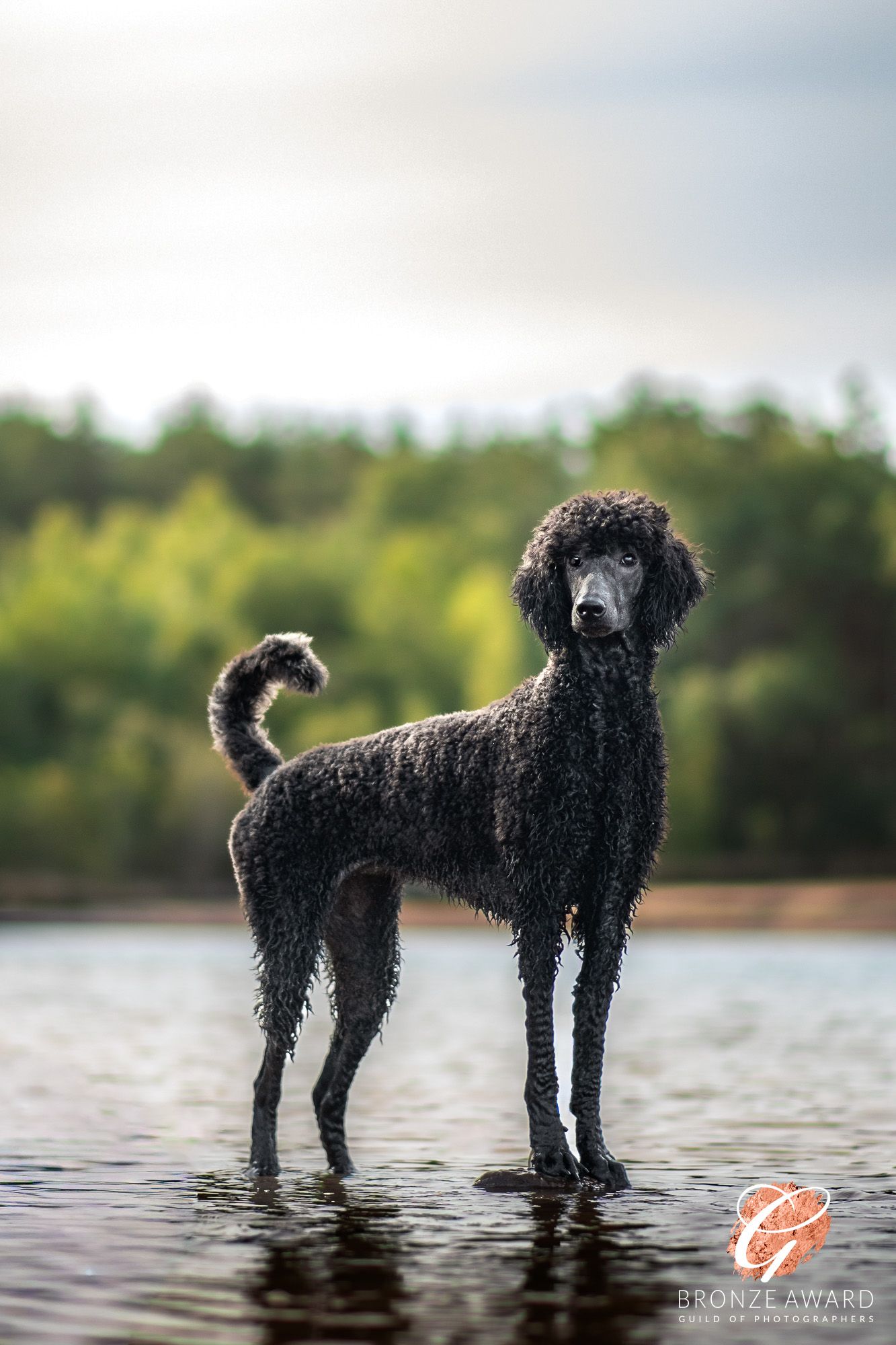award winning pet image from the guild of photographers standard poodle dog in water at kings lynn, bawsey country park