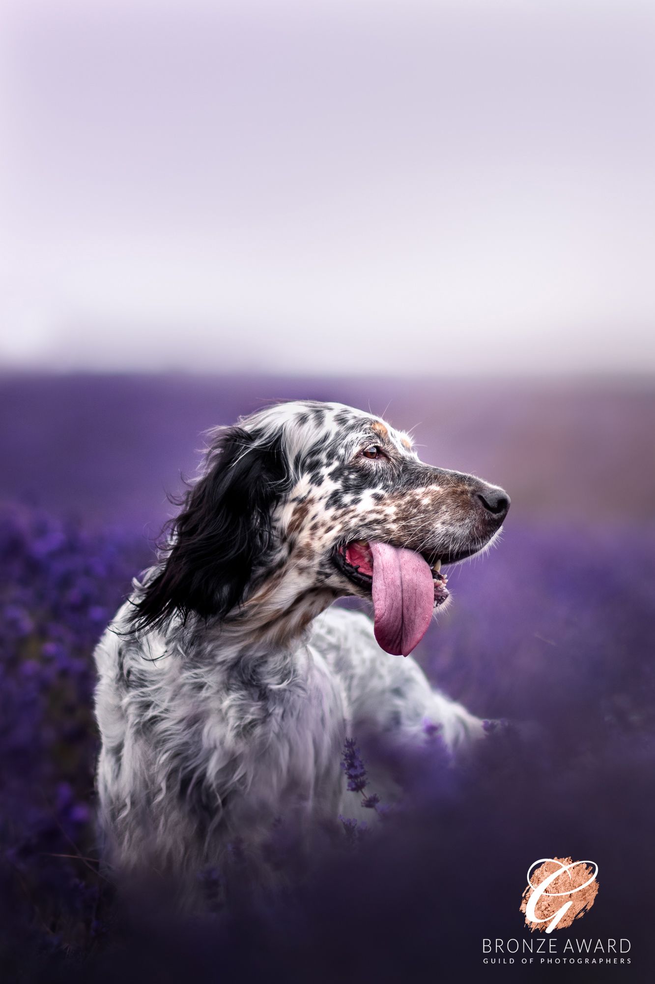 award winning pet image from the guild of photographers english setter in lavender at hitchin